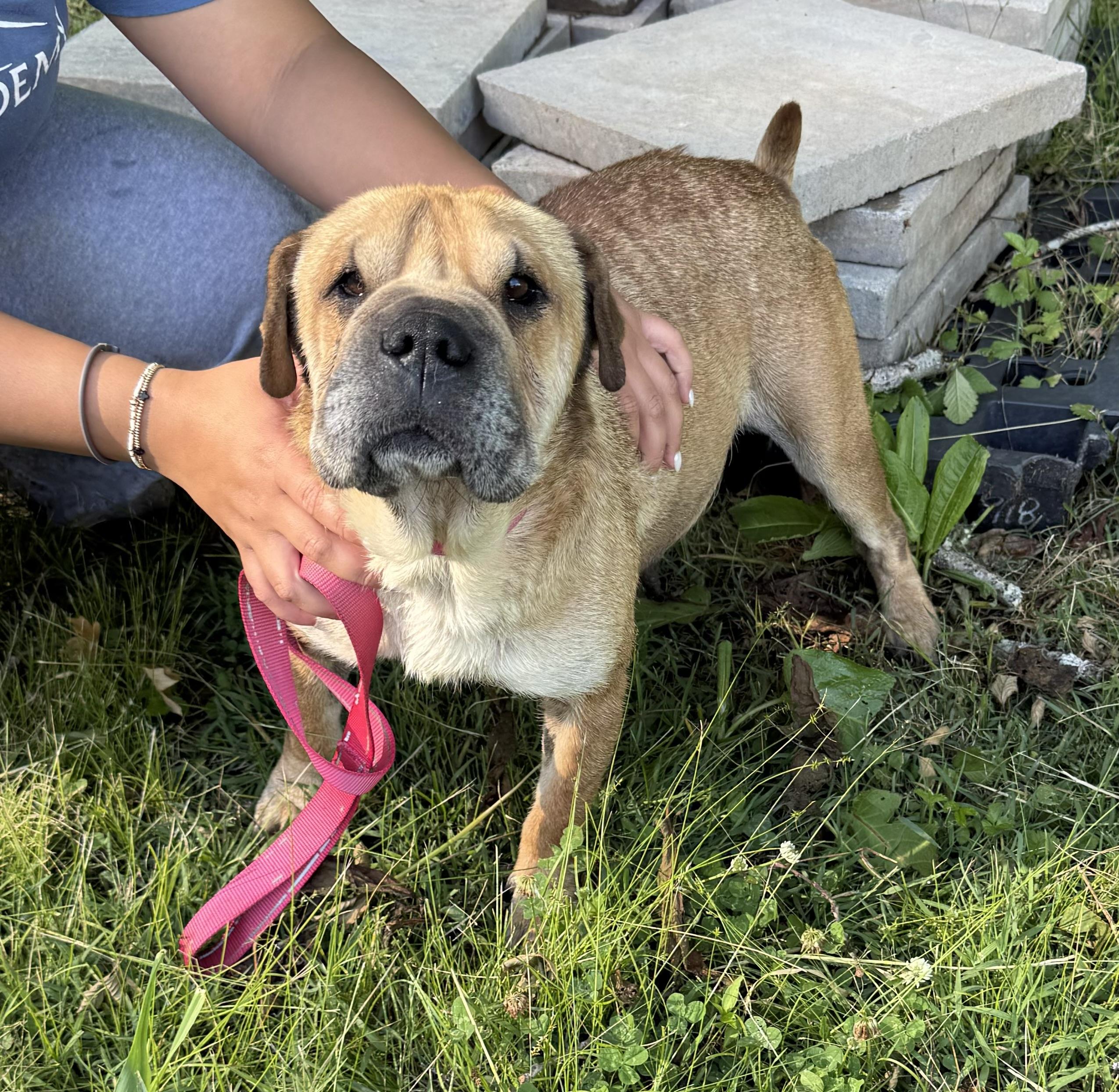 Half Pint, a ADOPTABLE mixed breed in Chattanooga, TN image 2/2