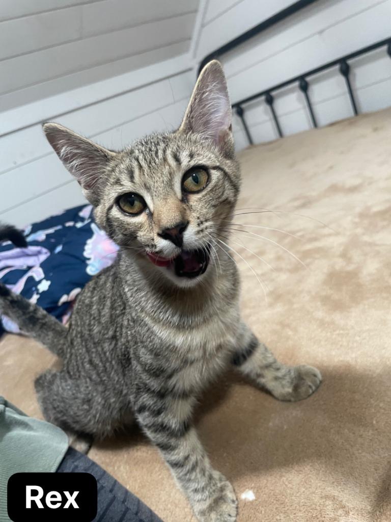 Rex, Adoptable, Kitten Male Domestic Short Hair.
