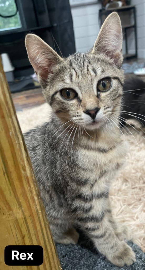 Enlarge Rex, a Adoptable mixed breed in Johnson City, TN image 6/6