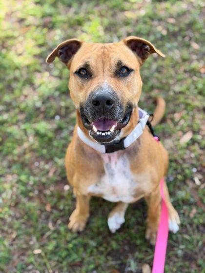 Tilly - 2, a Adoptable mixed breed in Daytona Beach, FL image 1/2
