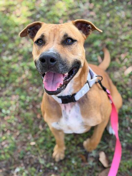 Tilly - 2, a Adoptable mixed breed in Daytona Beach, FL image 2/2