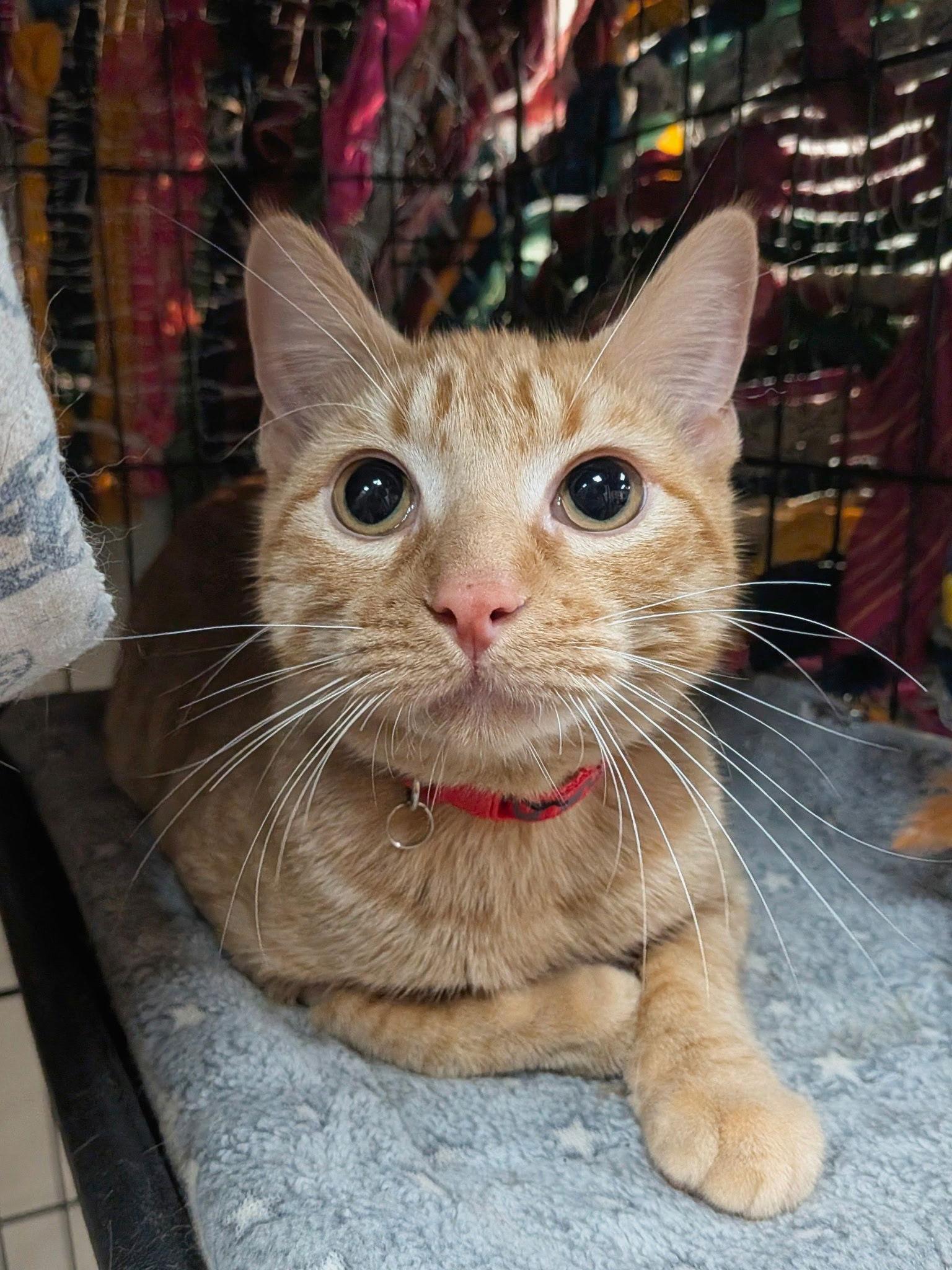 Enlarge King, a Adoptable Domestic Short Hair in Lake Saint Louis, MO image 1/1