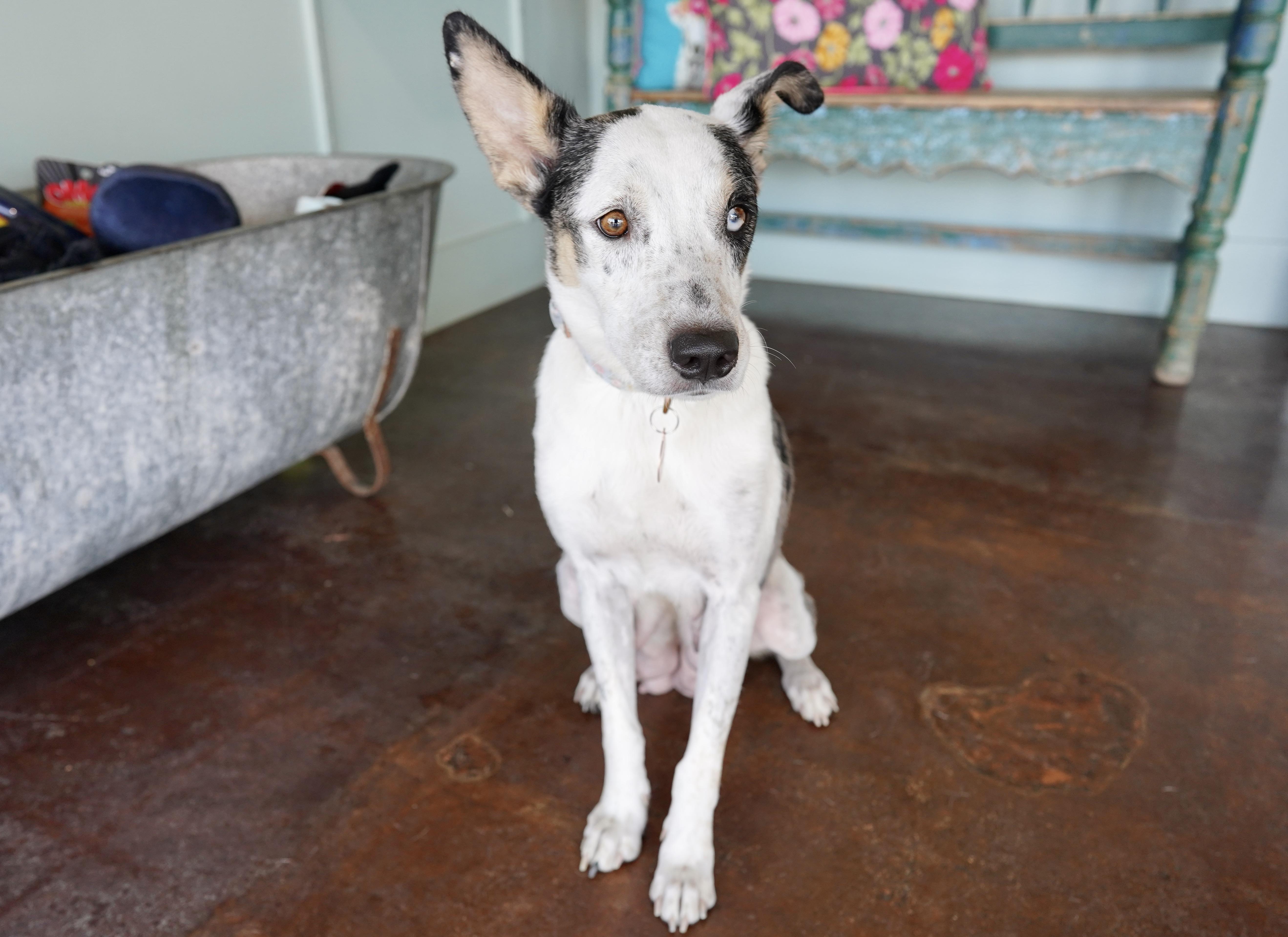 Ember, a Adoptable mixed breed in San Antonio, TX image 5/5