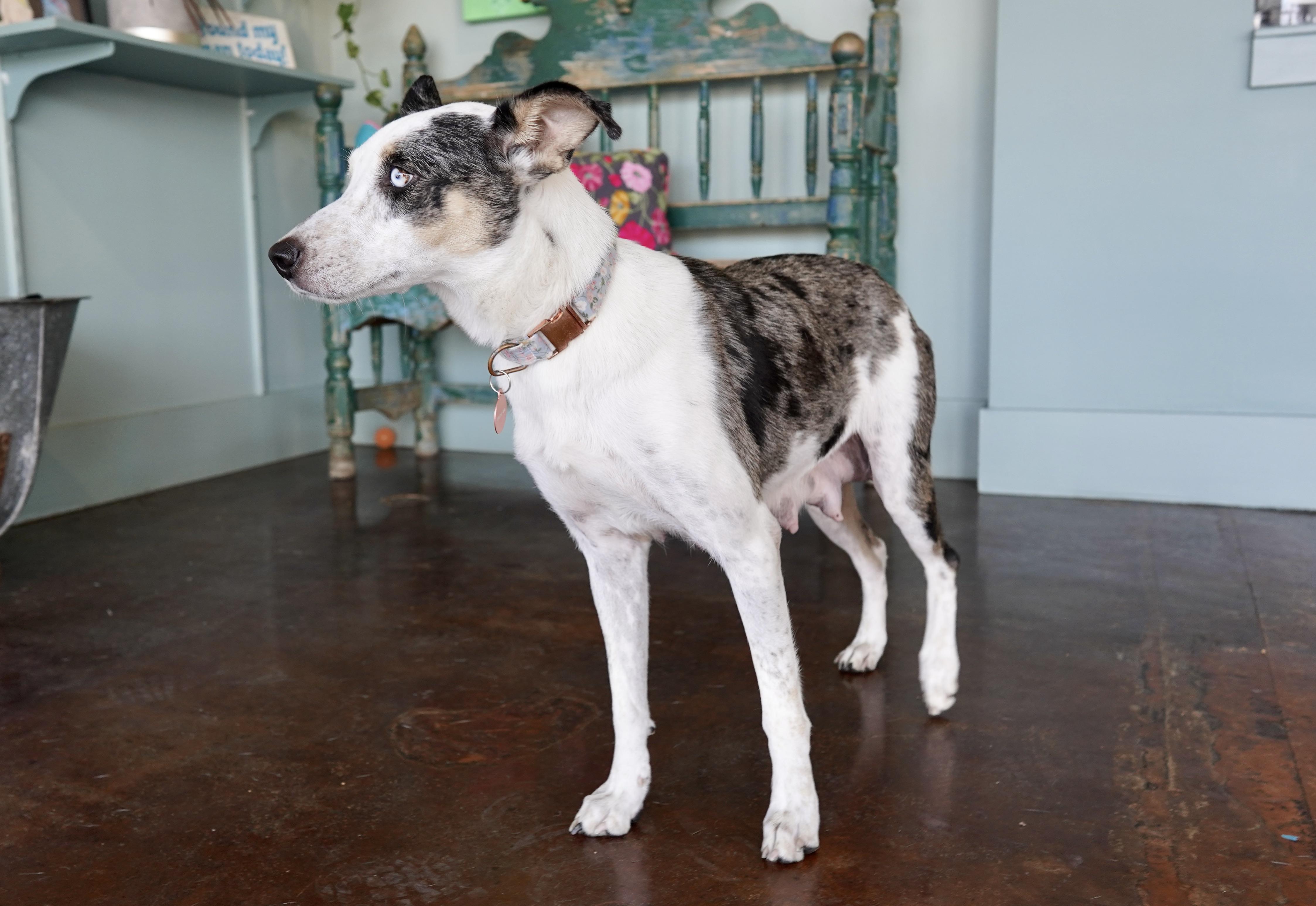 Ember, a Adoptable mixed breed in San Antonio, TX image 4/5