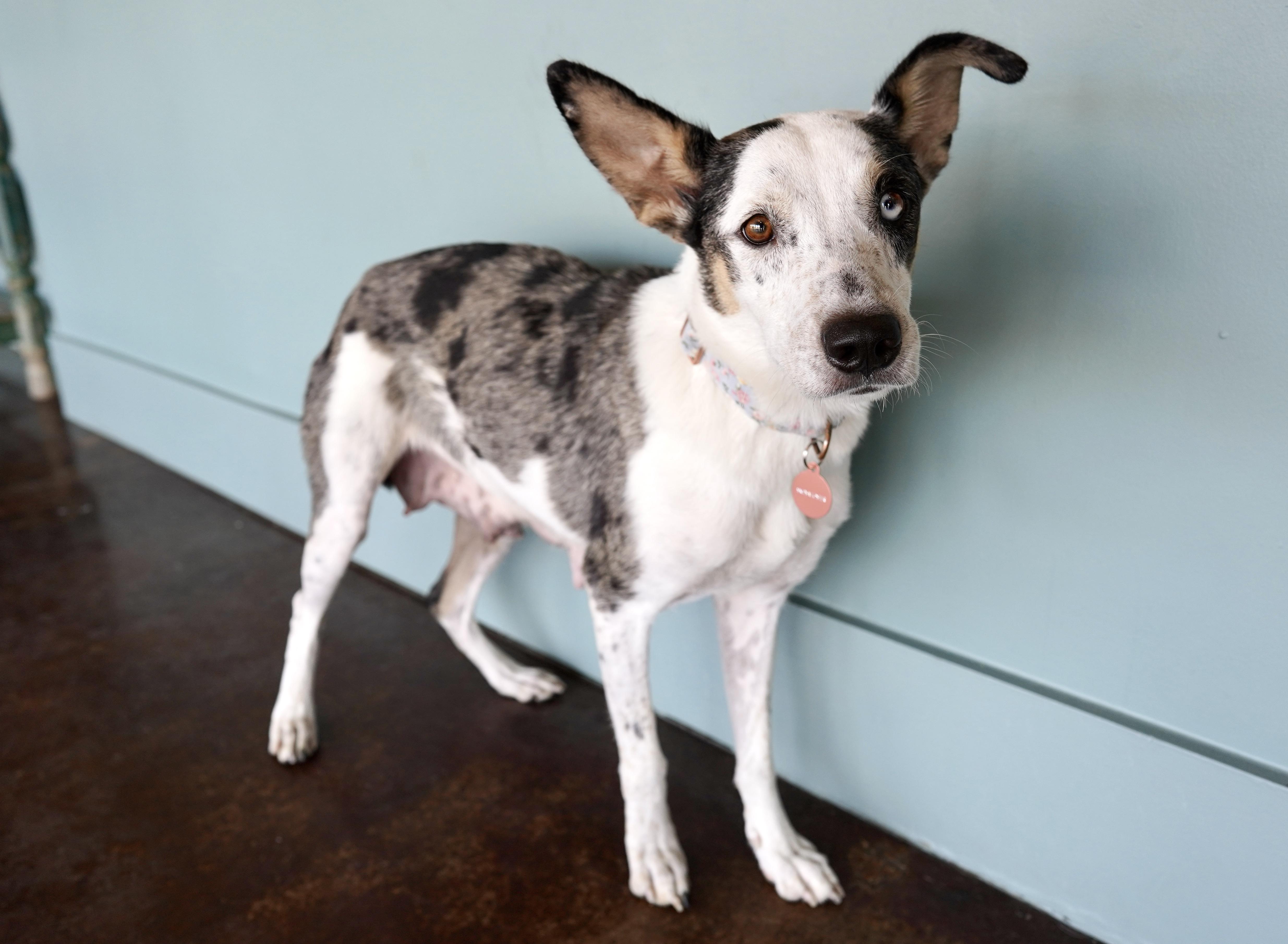 Ember, Adoptable, Young Female Catahoula Leopard Dog & Australian Shepherd.