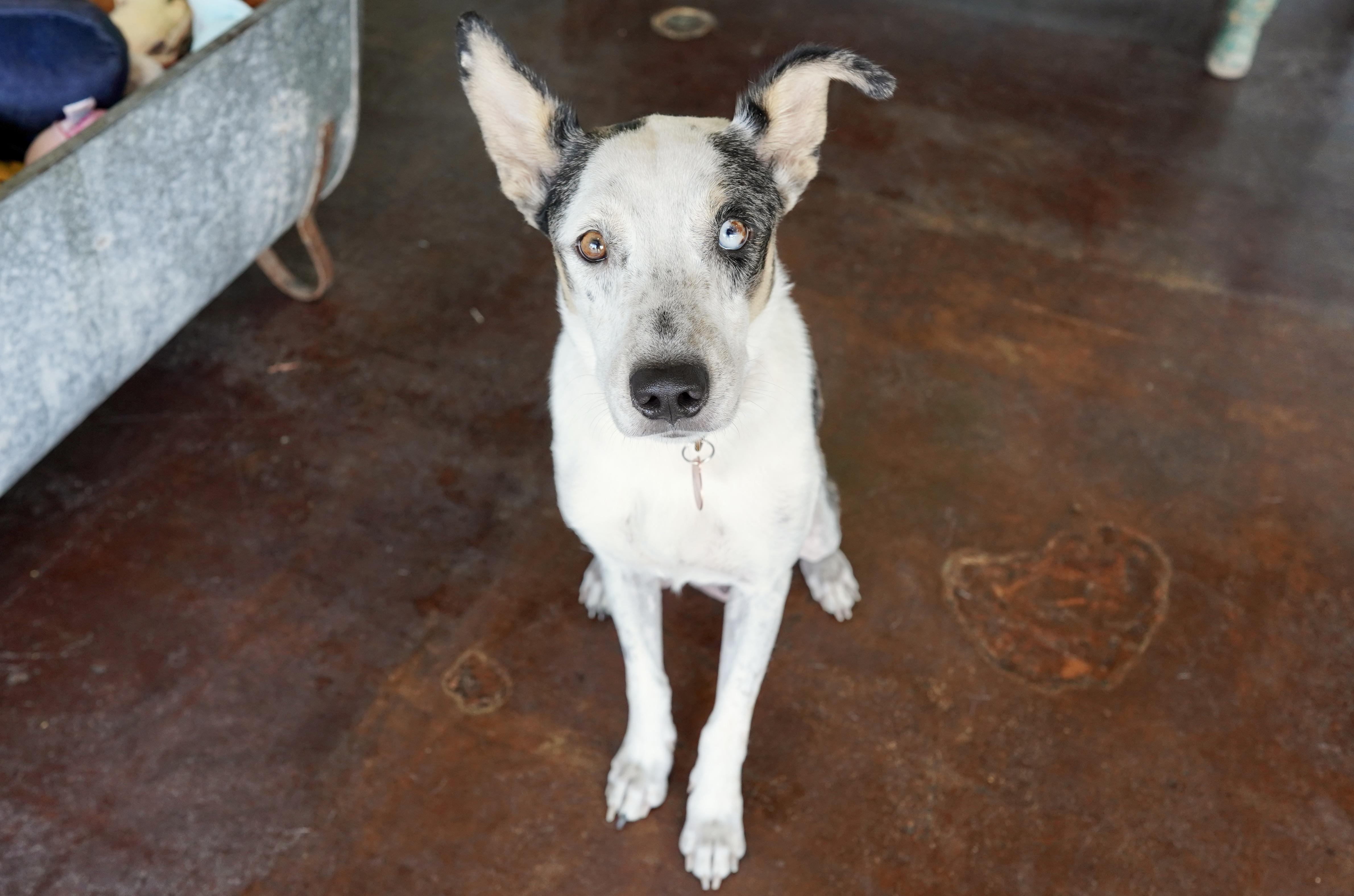 Ember, a Adoptable mixed breed in San Antonio, TX image 3/5