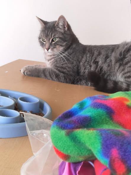 Enlarge Bryce, an adopted Domestic Short Hair in Spencerville, ON image 5/6