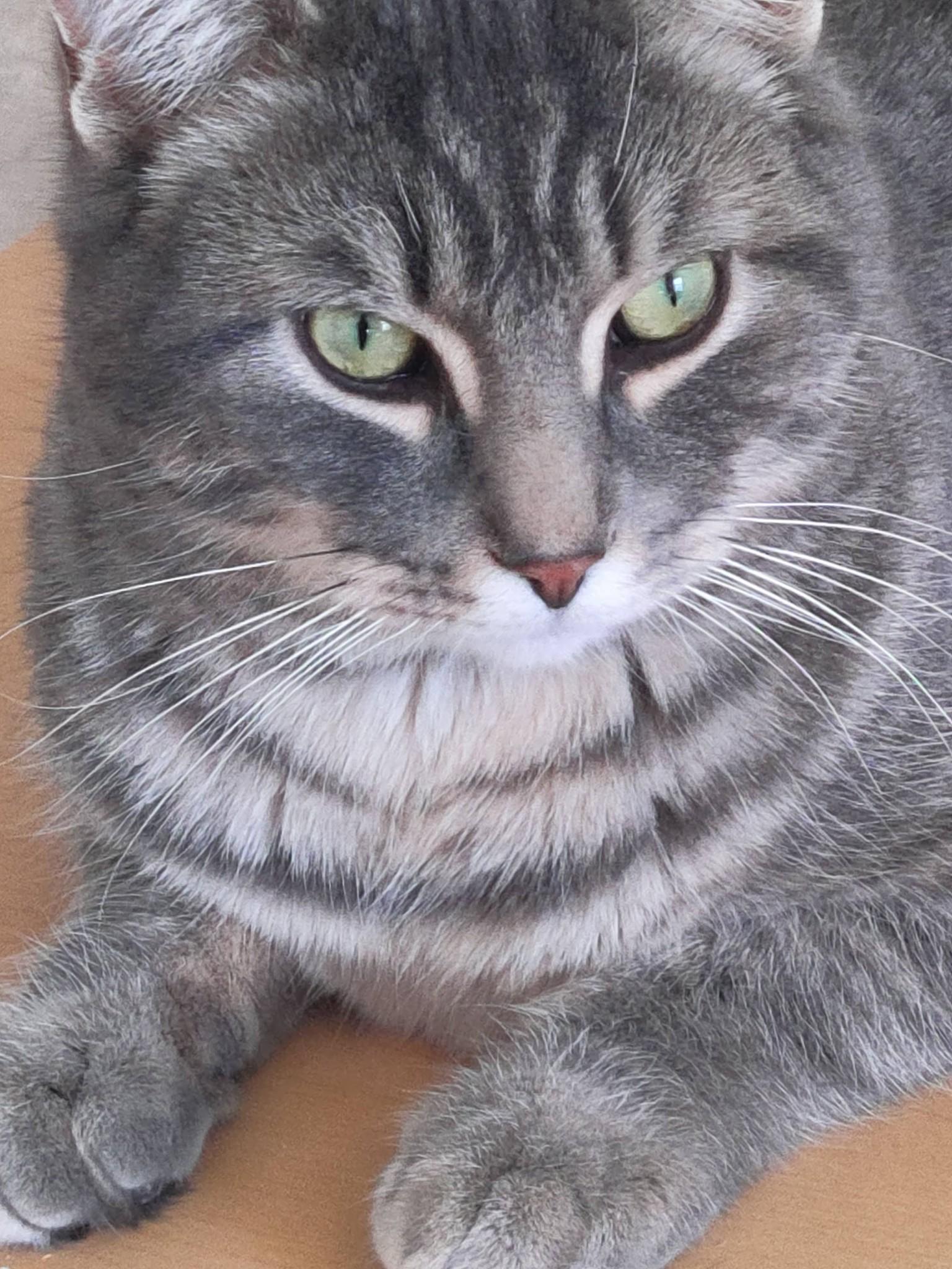 Enlarge Bryce, an adopted Domestic Short Hair in Spencerville, ON image 4/6