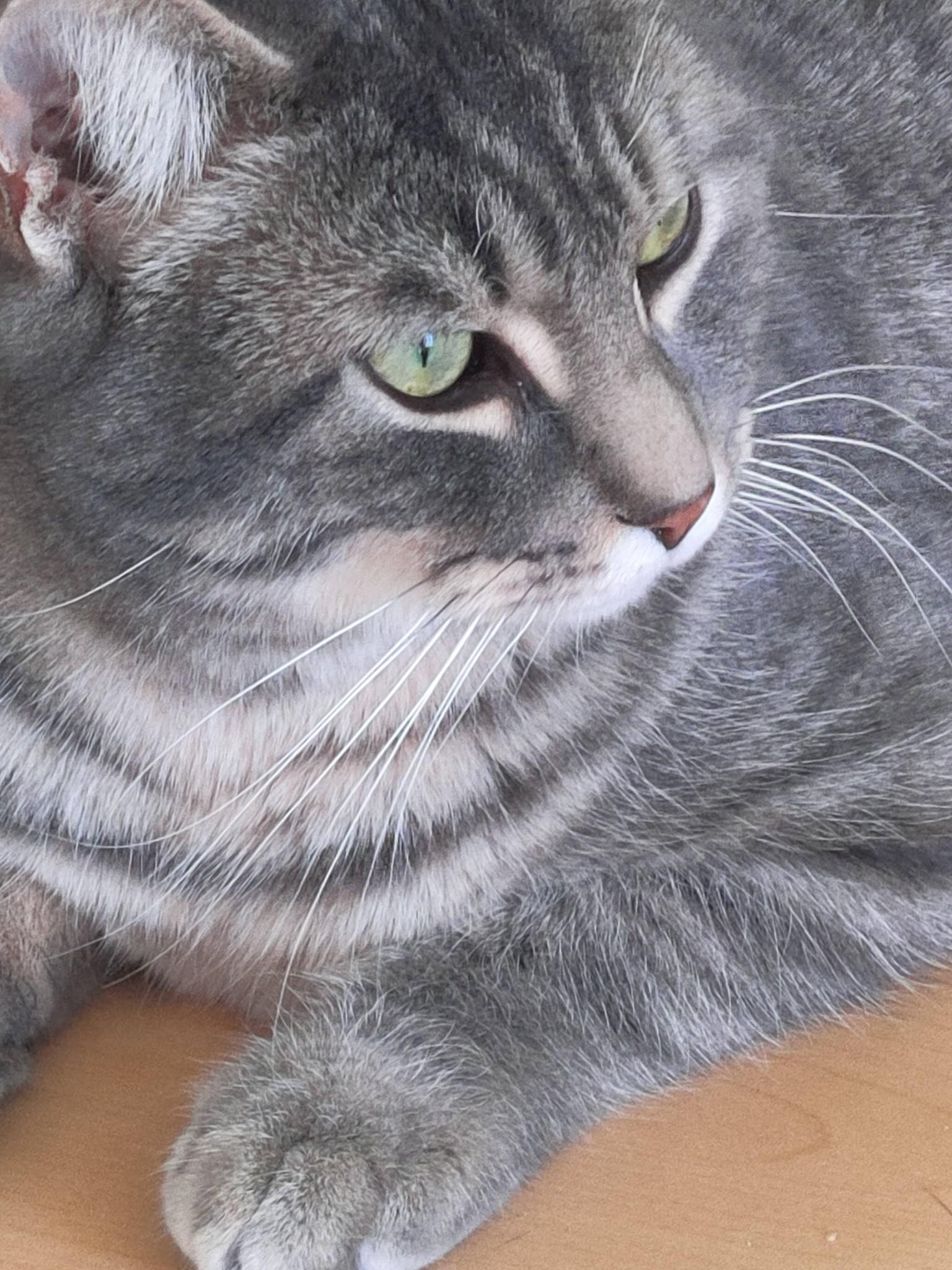 Enlarge Bryce, an adopted Domestic Short Hair in Spencerville, ON image 1/6