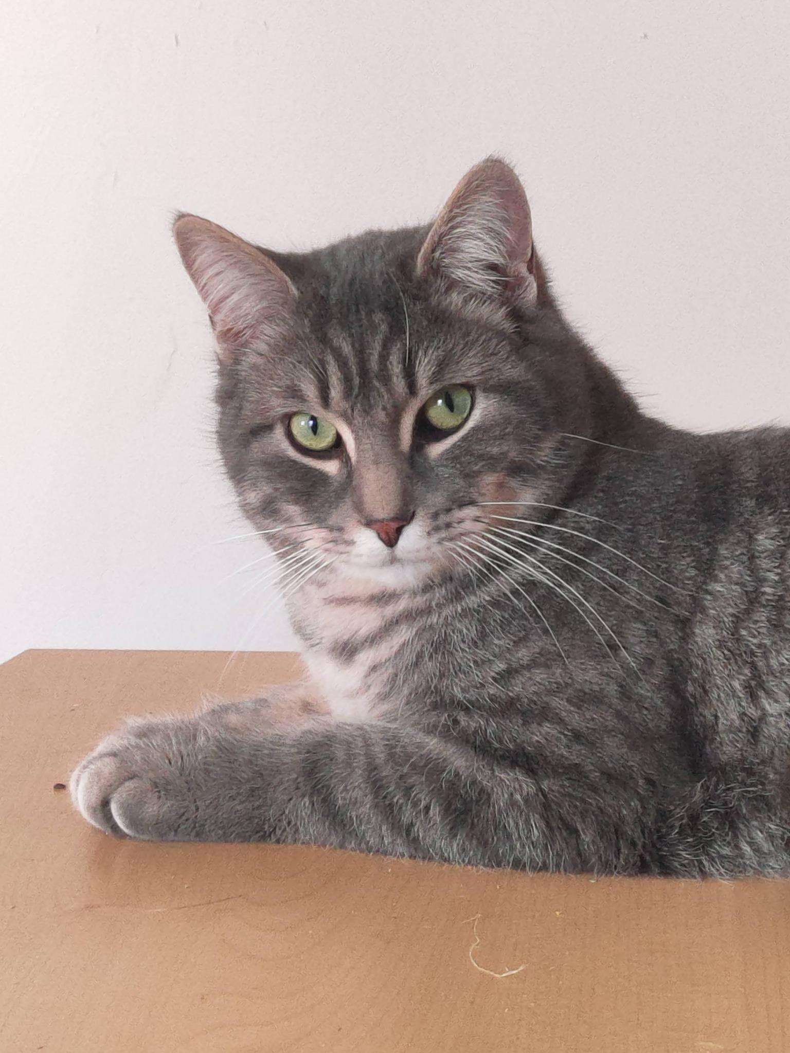 Enlarge Bryce, an adopted Domestic Short Hair in Spencerville, ON image 2/6