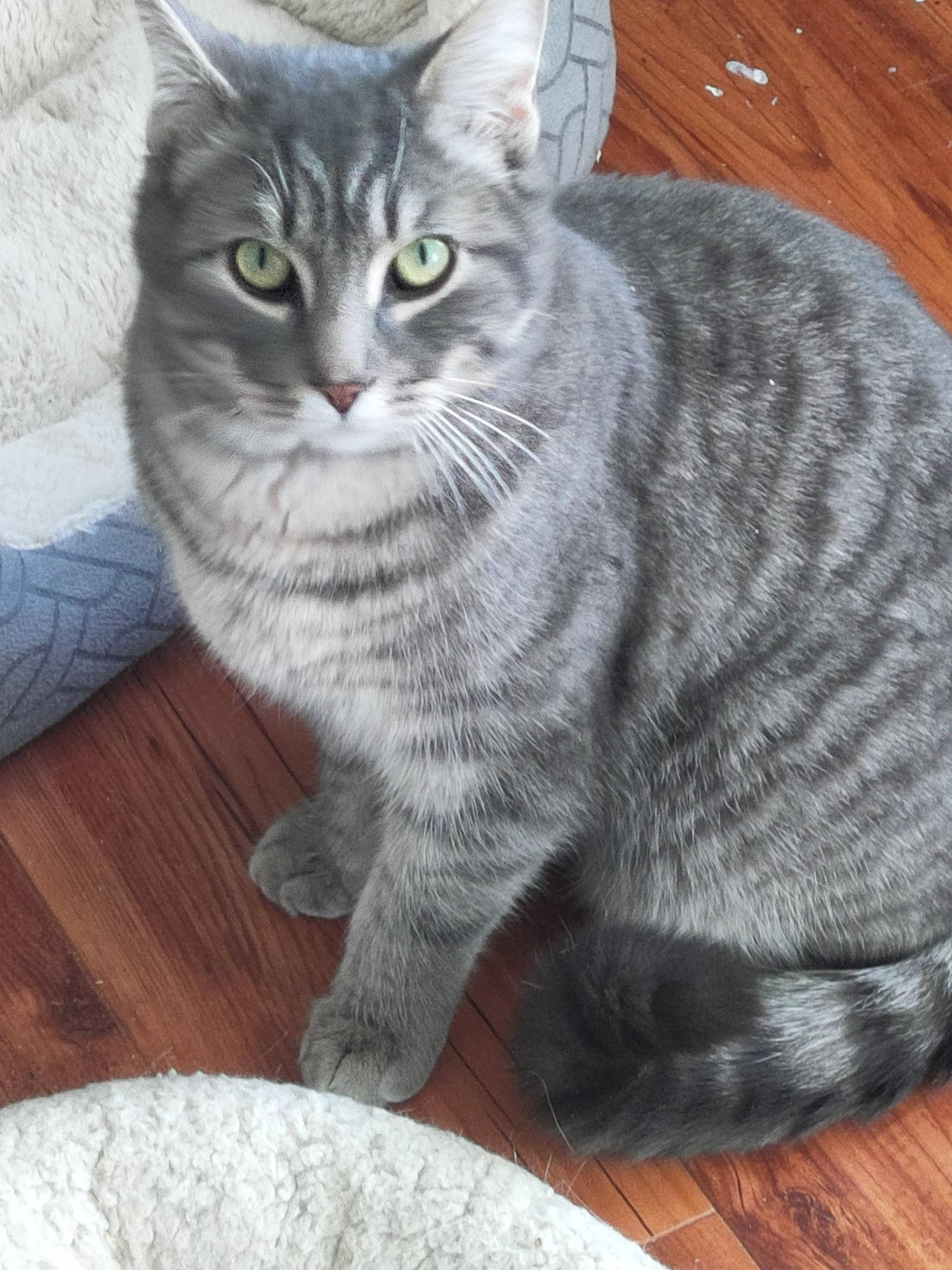 Enlarge Bryce, an adopted Domestic Short Hair in Spencerville, ON image 3/6