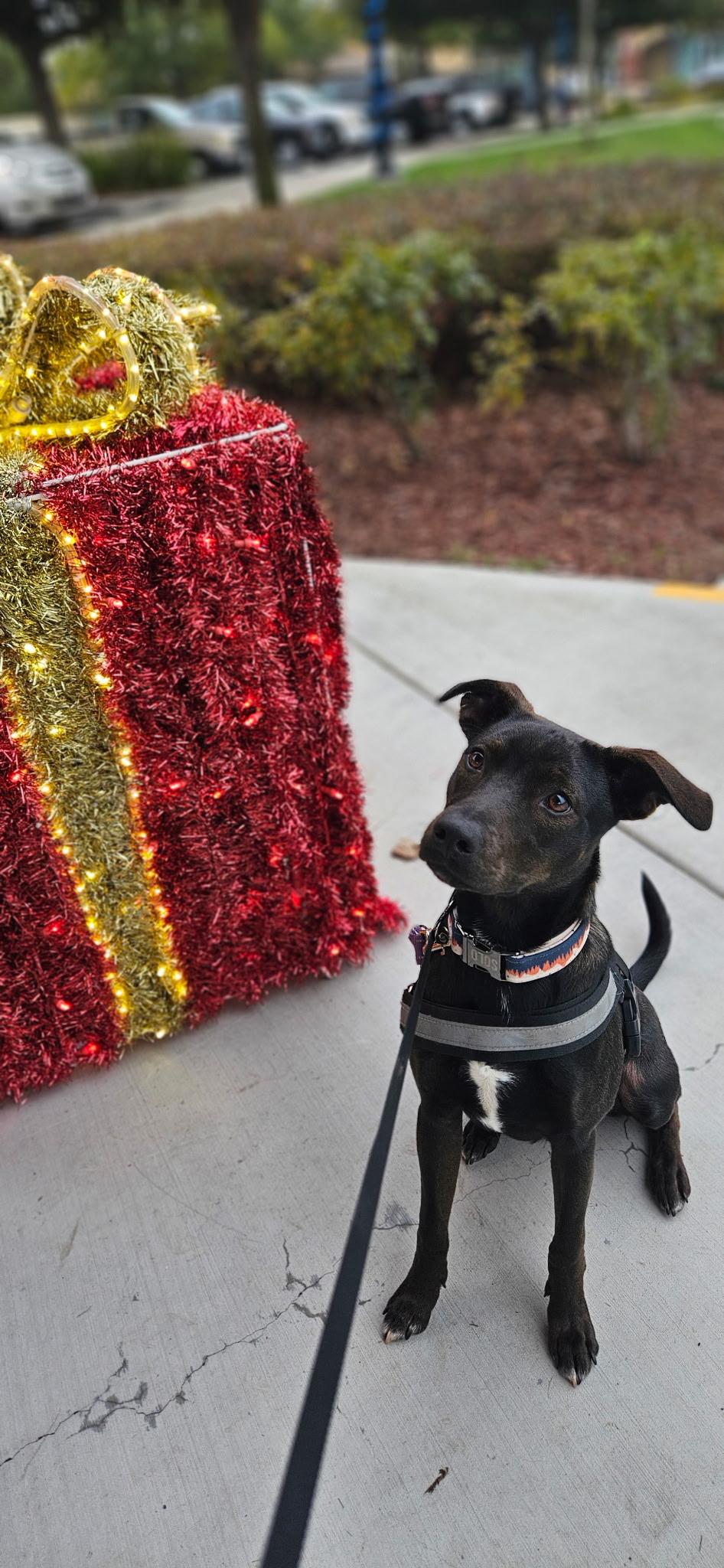 Enlarge Solo, a ADOPTABLE mixed breed in Tracy, CA image 4/4