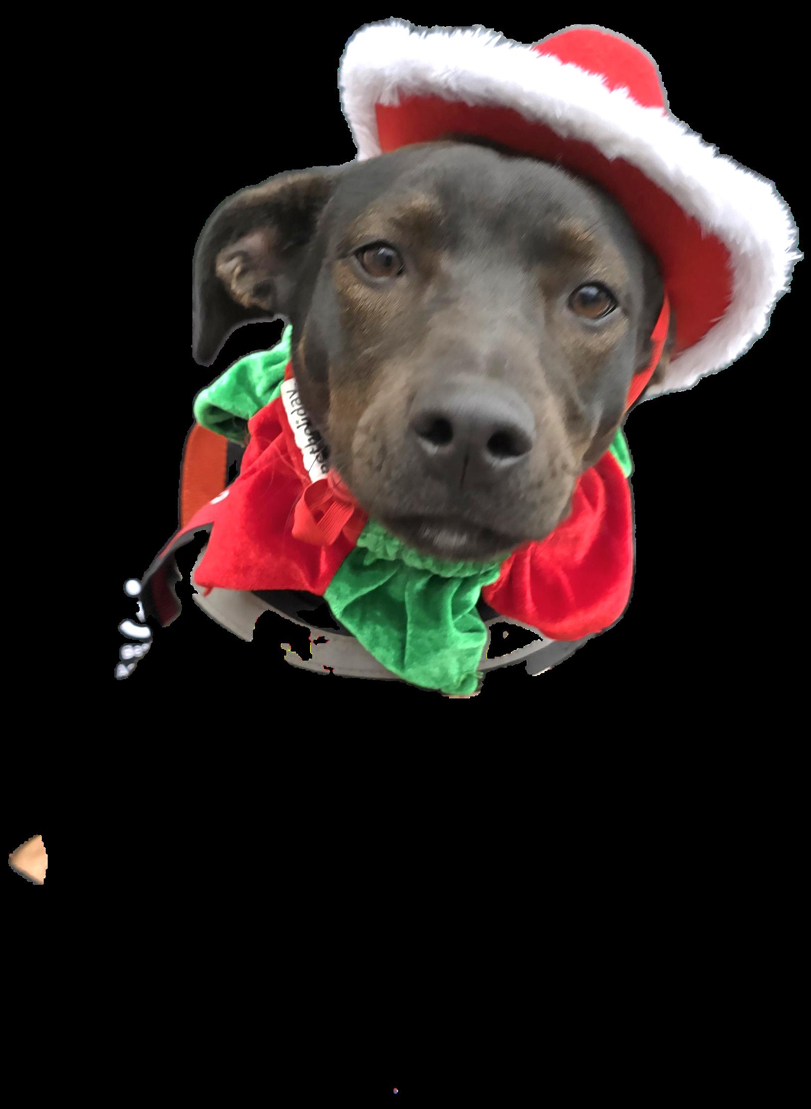 Enlarge Solo, a ADOPTABLE mixed breed in Tracy, CA image 2/4