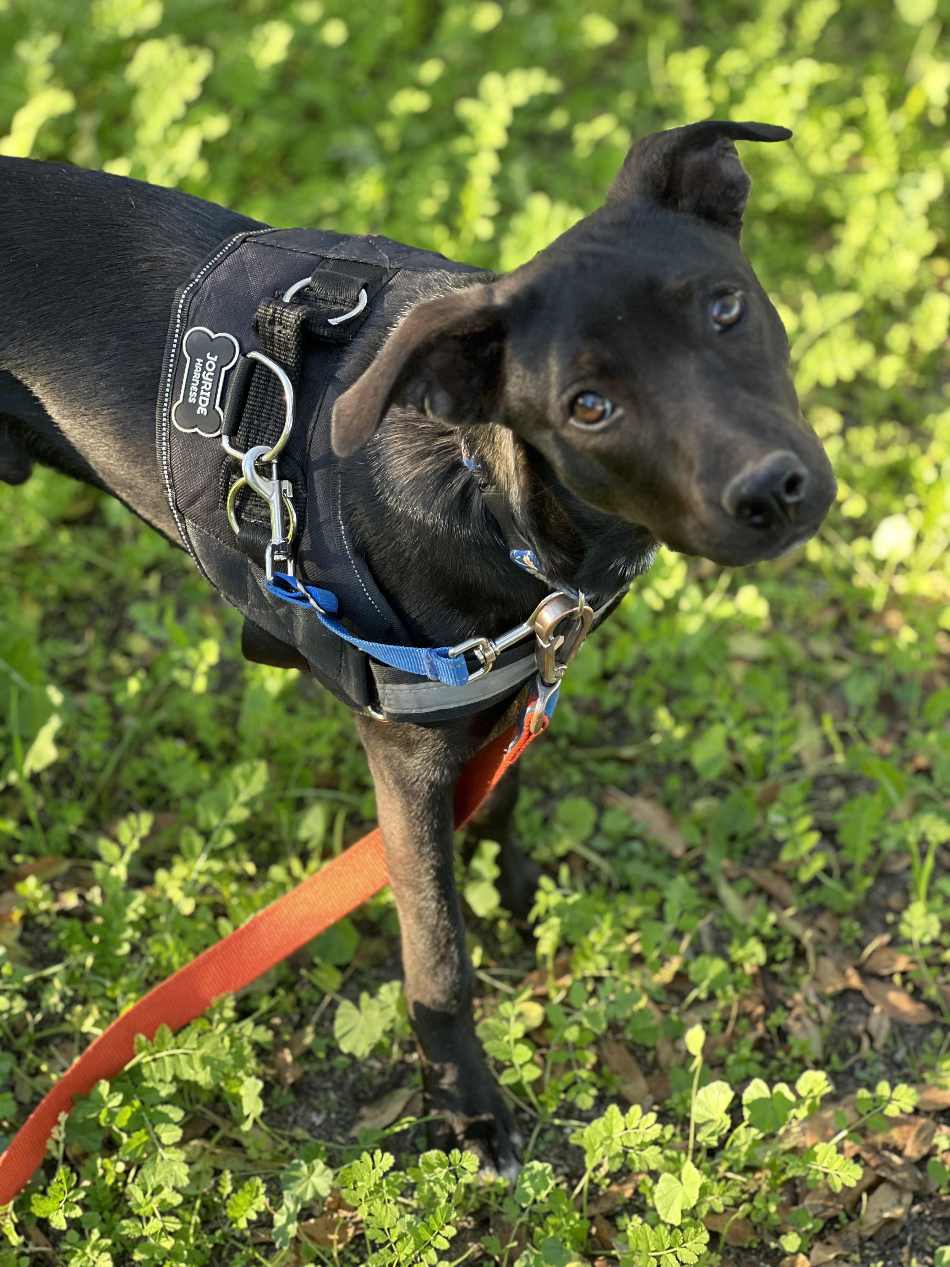 Enlarge Solo, a ADOPTABLE mixed breed in Tracy, CA image 3/4