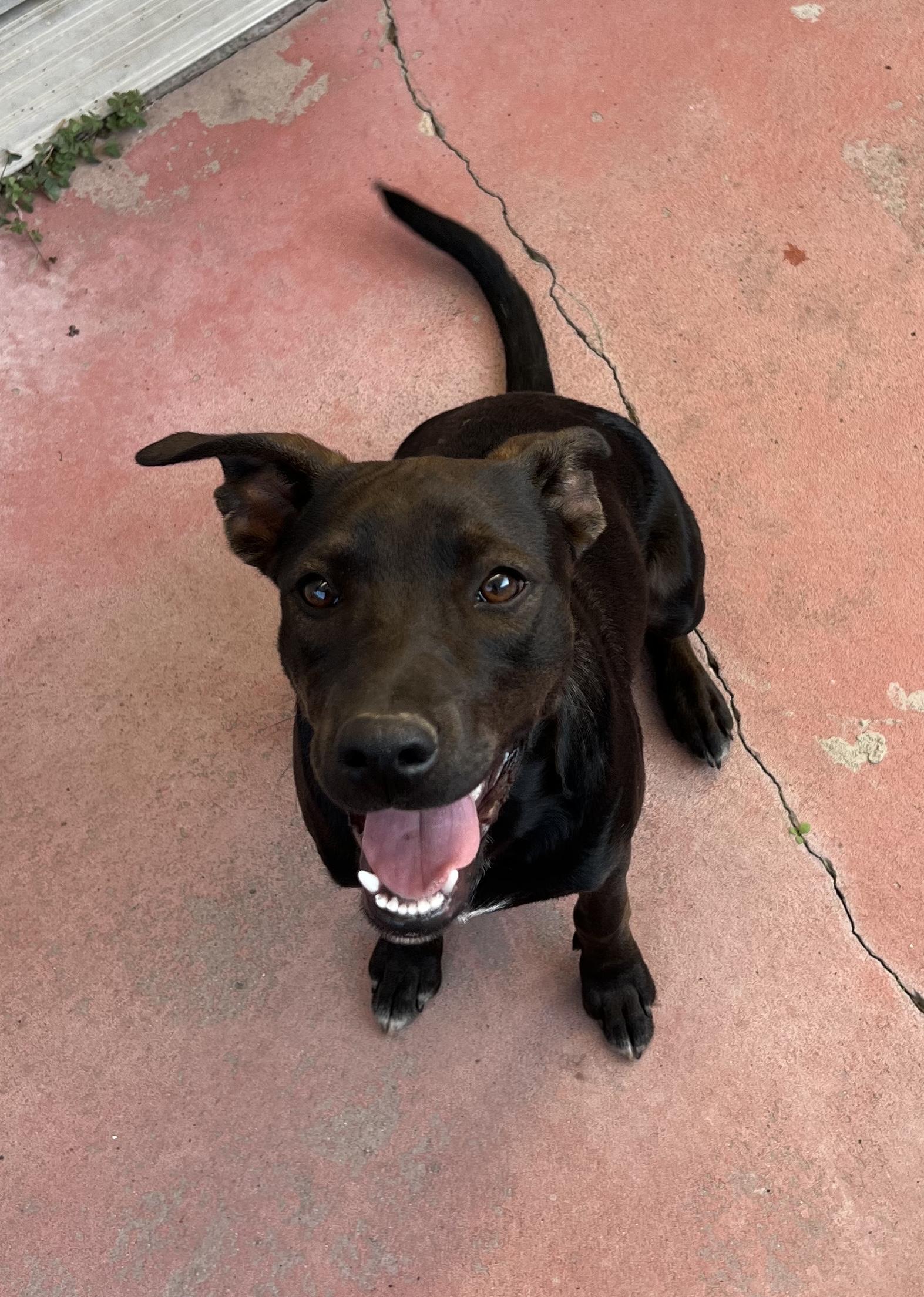Solo, ADOPTABLE, Young Male Black Labrador Retriever & Terrier.