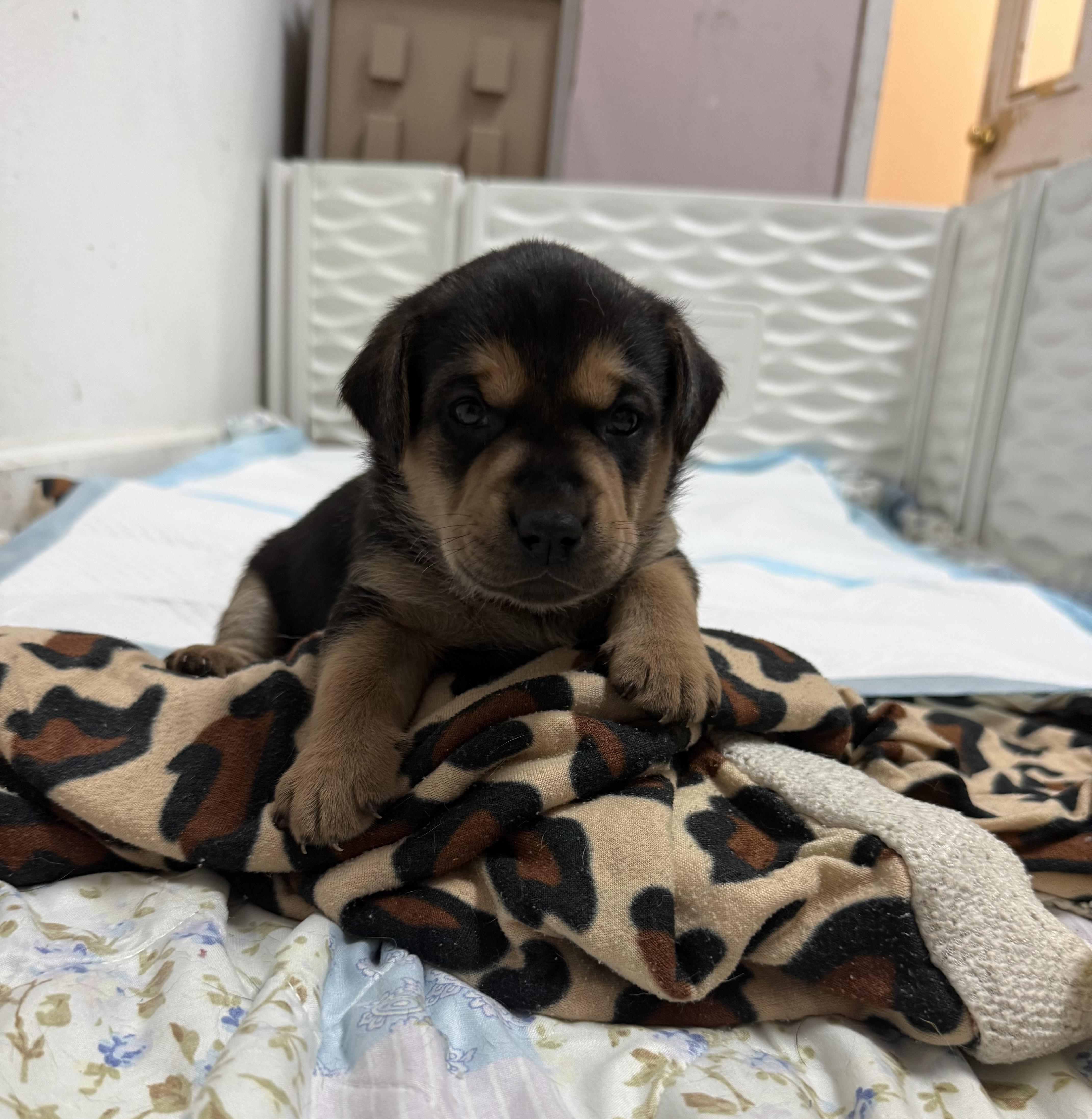 Forrest’s Next Adventure: Finding a Family of His Own