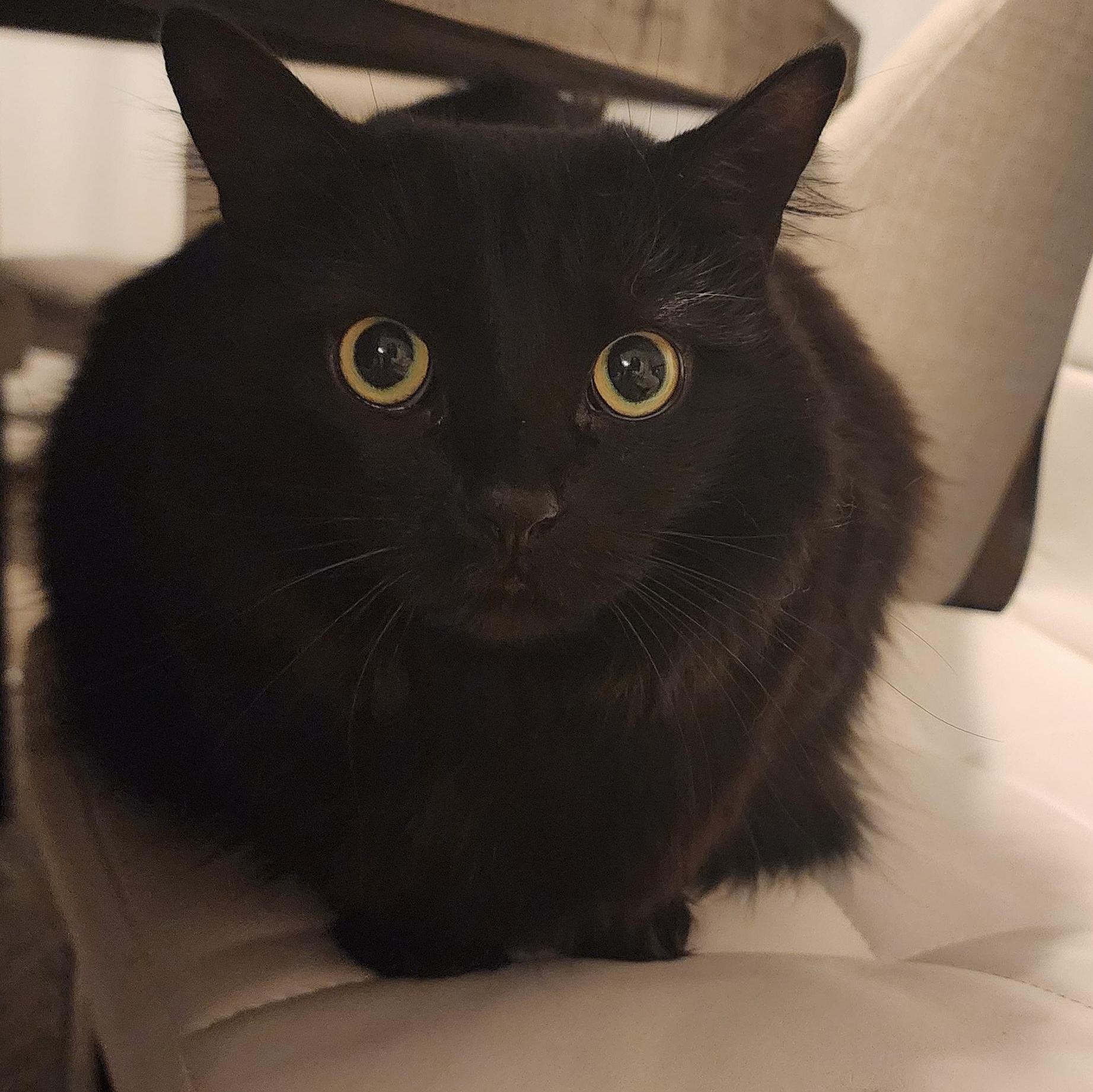 Enlarge Lela, an adopted Domestic Medium Hair in Mississauga, ON image 4/6