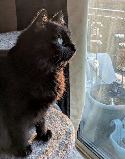 Enlarge Lela, an adopted Domestic Medium Hair in Mississauga, ON image 5/6