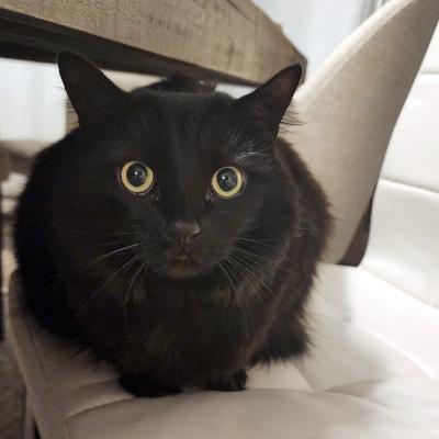 Enlarge Lela, an adopted Domestic Medium Hair in Mississauga, ON image 1/6