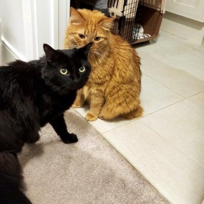 Enlarge Lela, an adopted Domestic Medium Hair in Mississauga, ON image 3/6