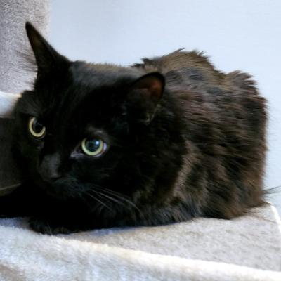 Enlarge Lela, an adopted Domestic Medium Hair in Mississauga, ON image 2/6