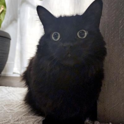 Enlarge Lela, an adopted Domestic Medium Hair in Mississauga, ON image 6/6