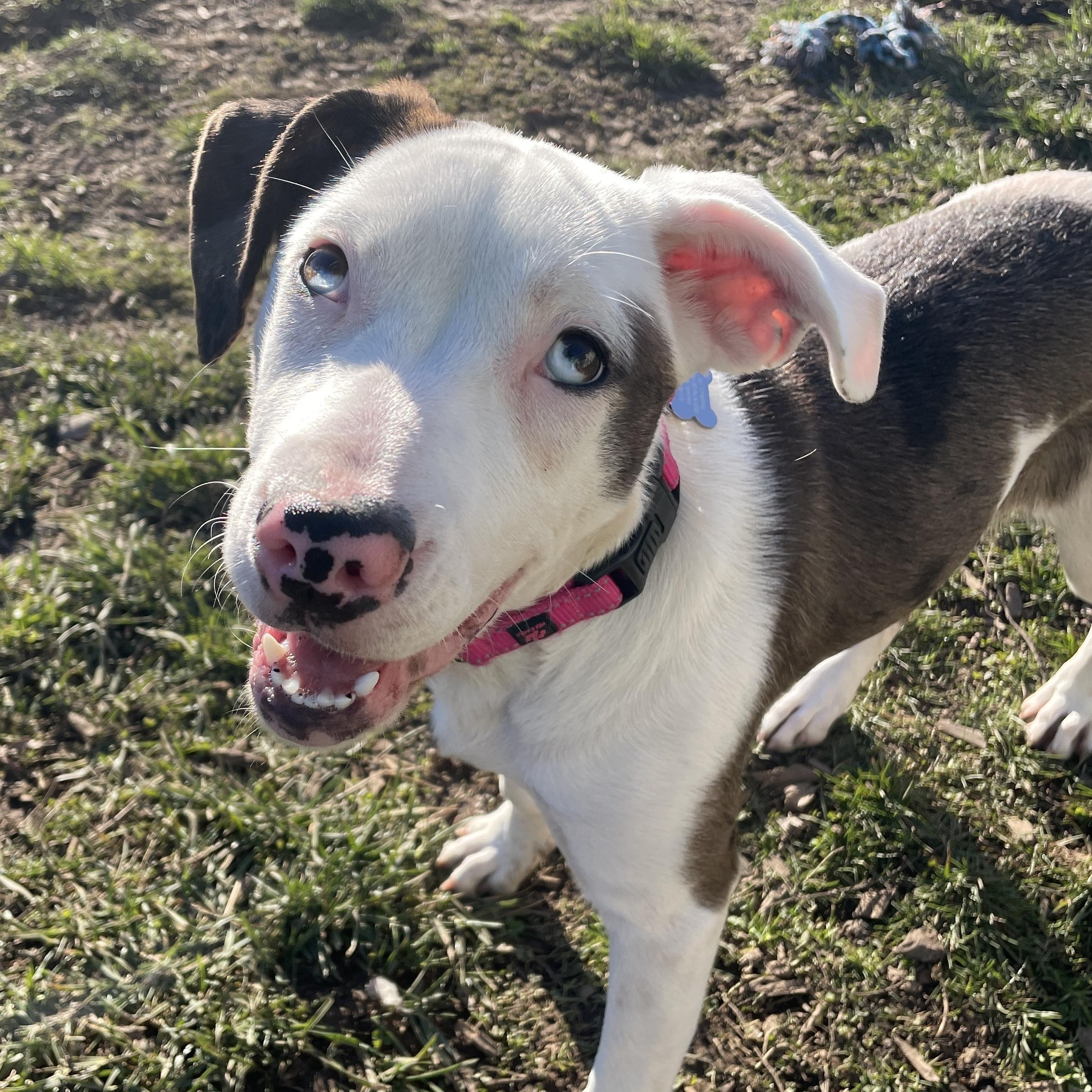 Enlarge Viola, an adoptable mixed breed in Lake Oswego, OR image 4/6
