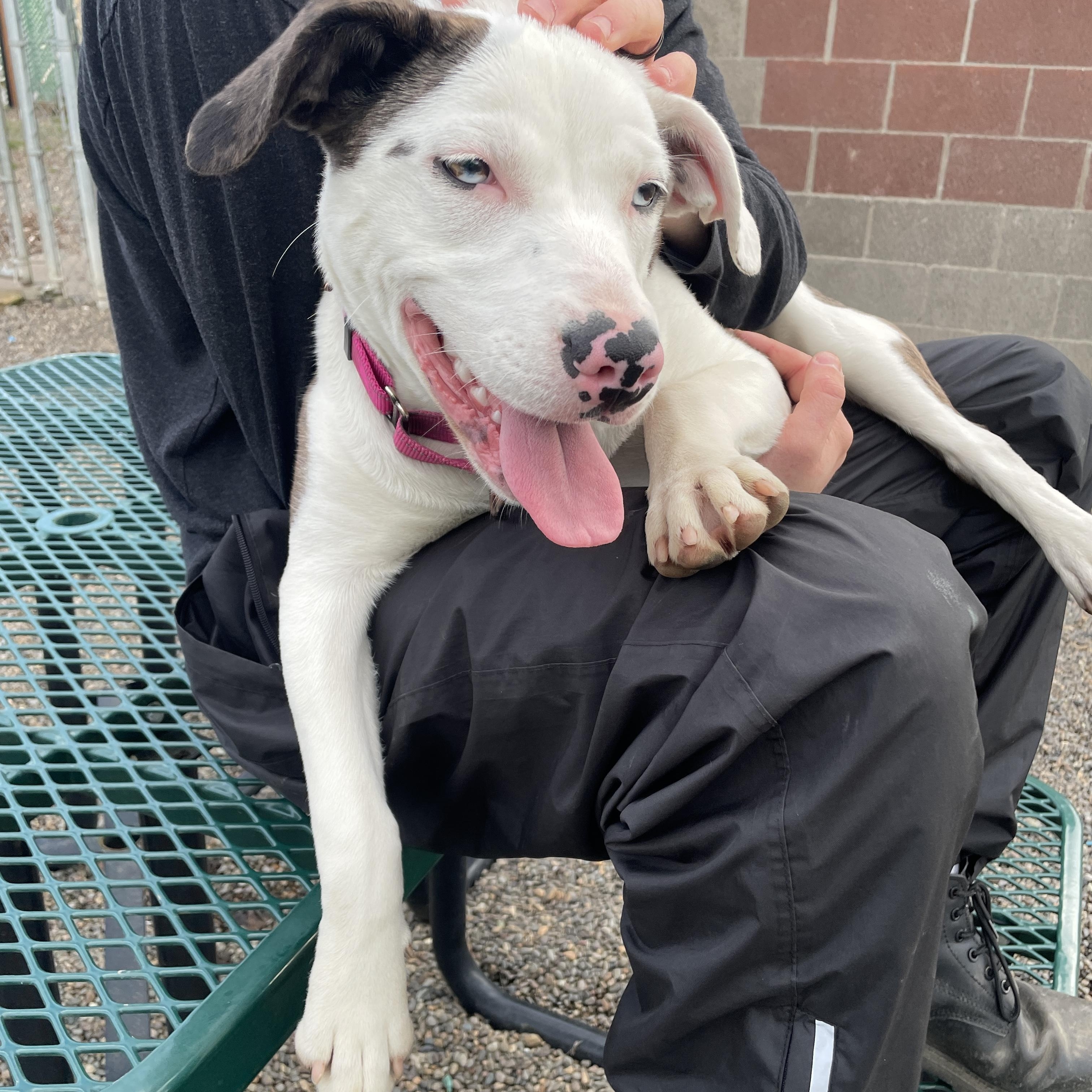 Enlarge Viola, an adoptable mixed breed in Lake Oswego, OR image 4/6