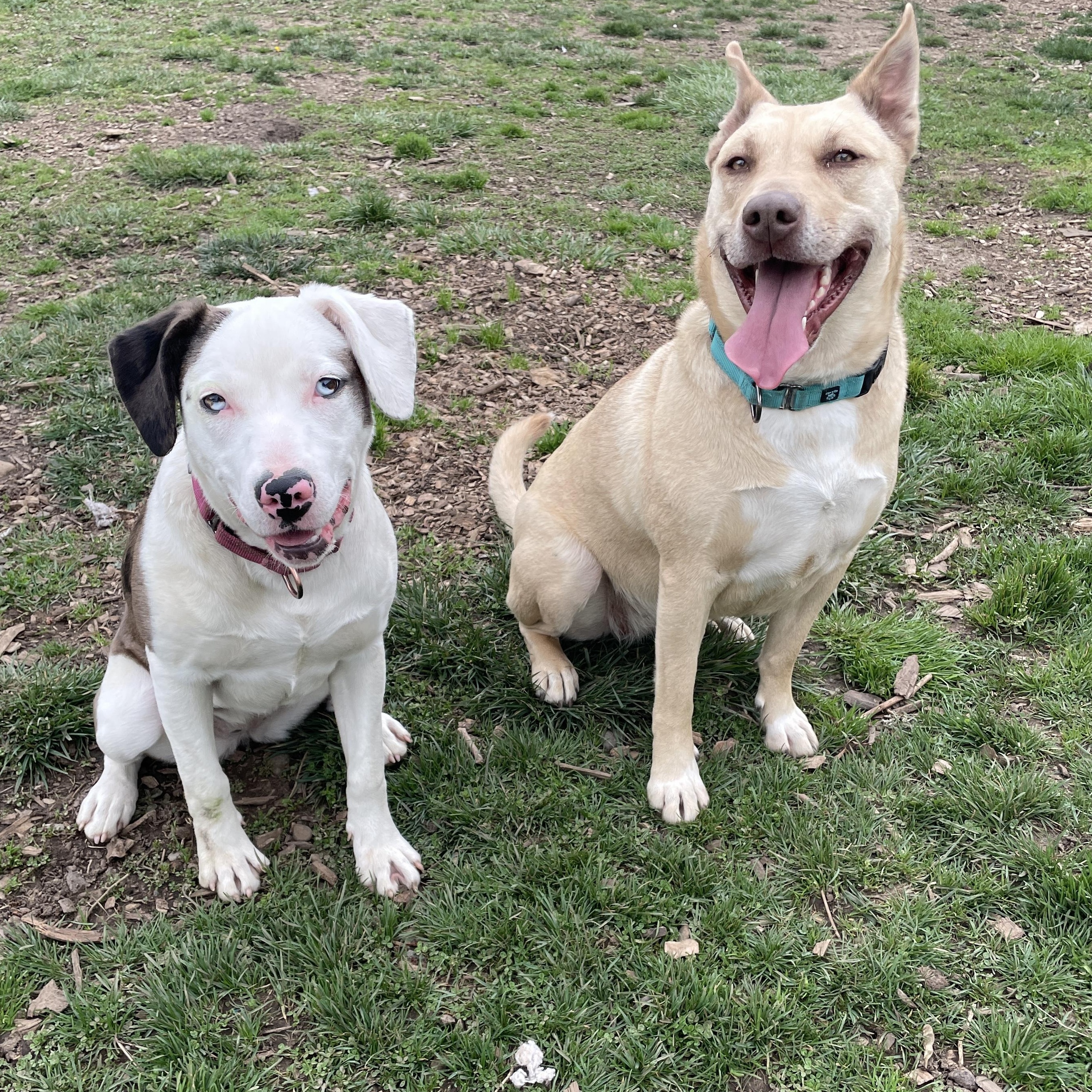 Enlarge Viola, an adoptable mixed breed in Lake Oswego, OR image 3/6