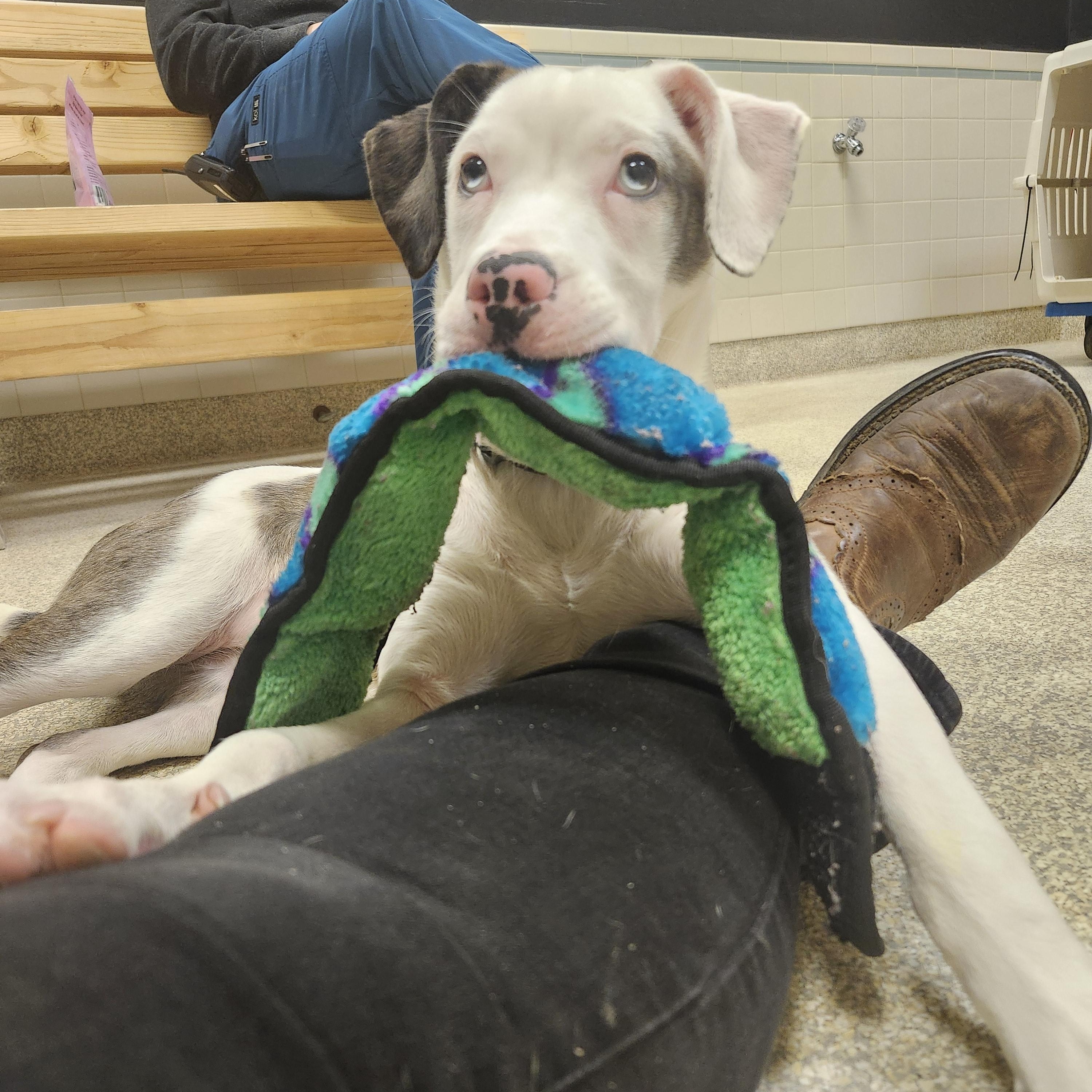 Enlarge Viola, an adoptable mixed breed in Lake Oswego, OR image 2/6