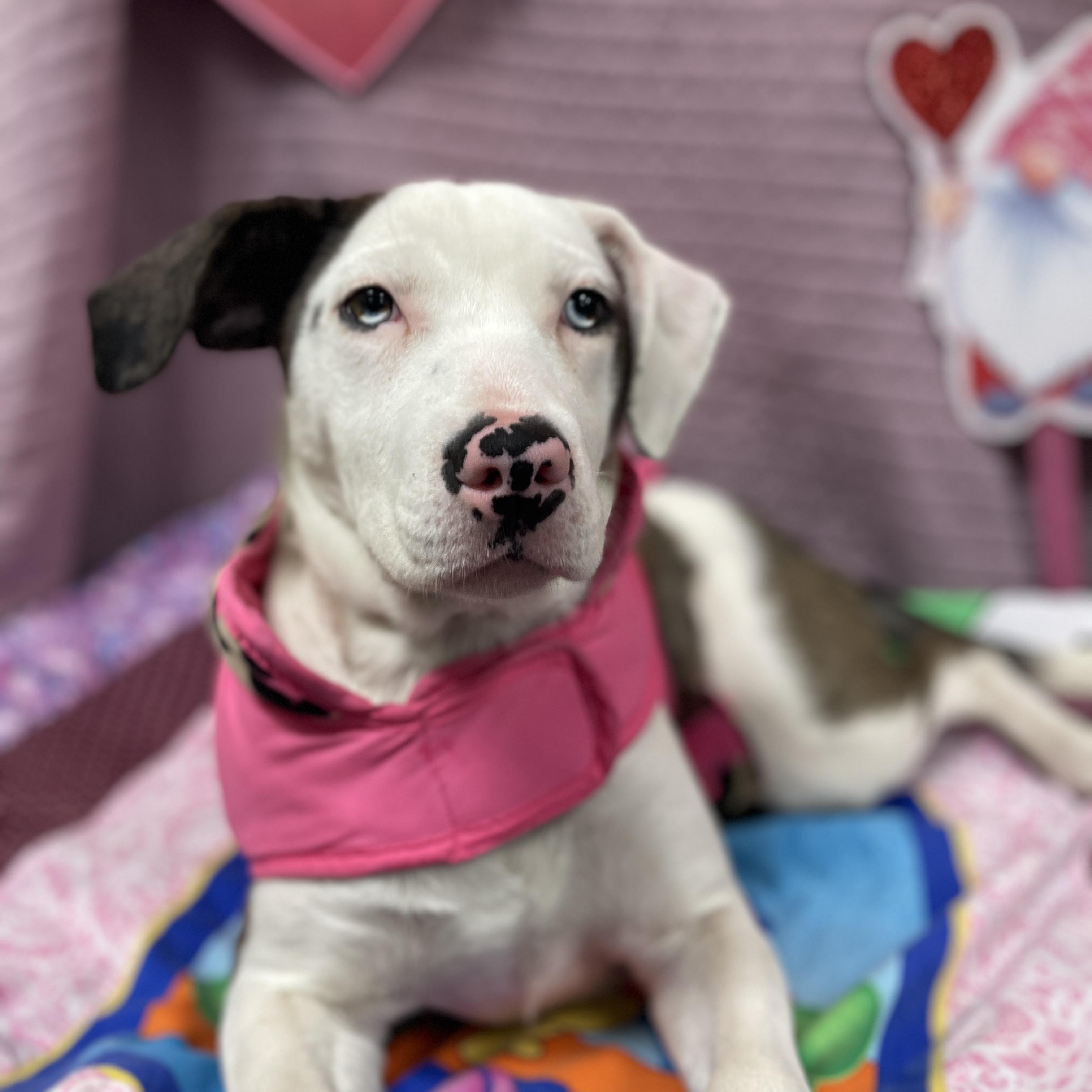 Enlarge Viola, an adoptable mixed breed in Lake Oswego, OR image 5/6