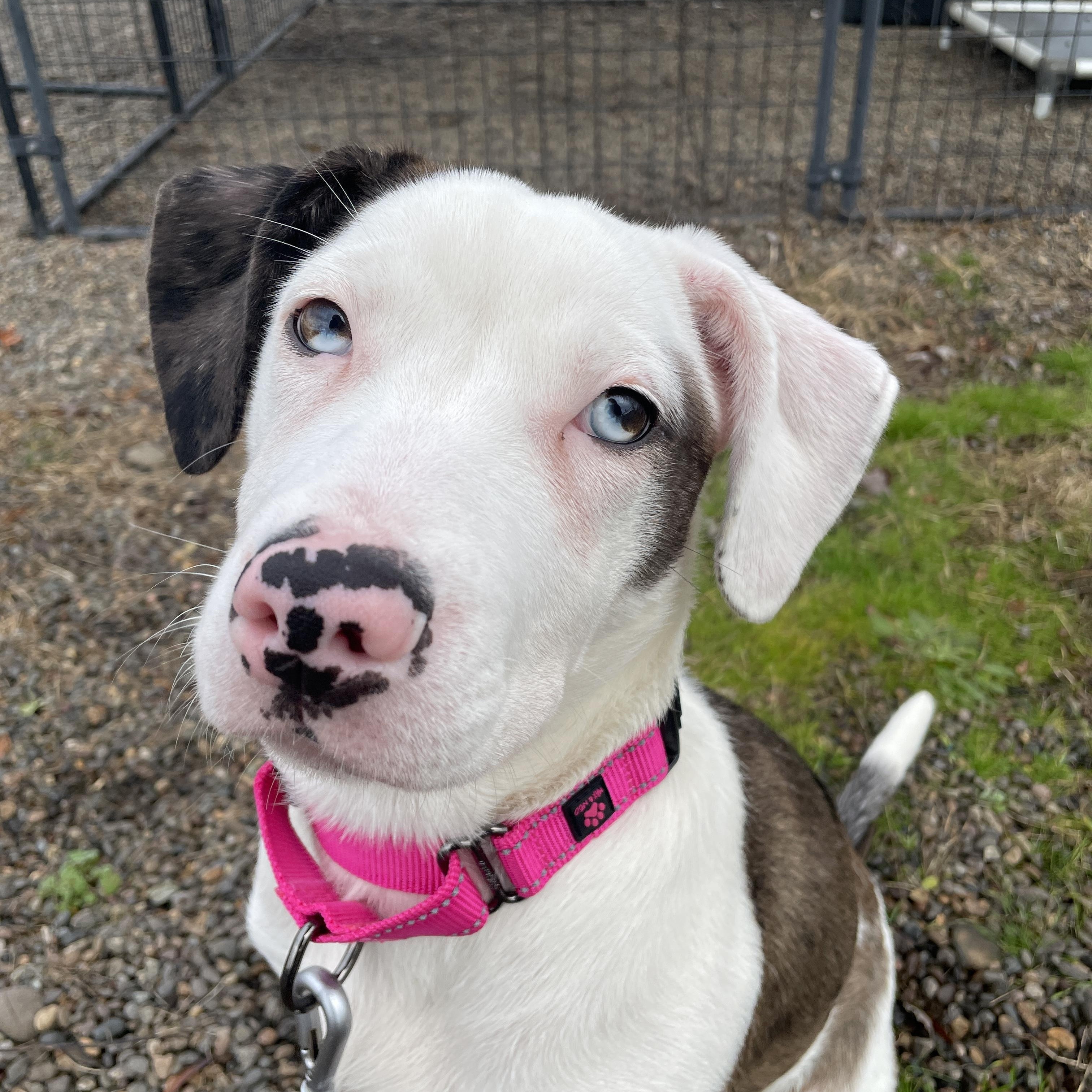 Enlarge Viola, an adoptable mixed breed in Lake Oswego, OR image 1/6