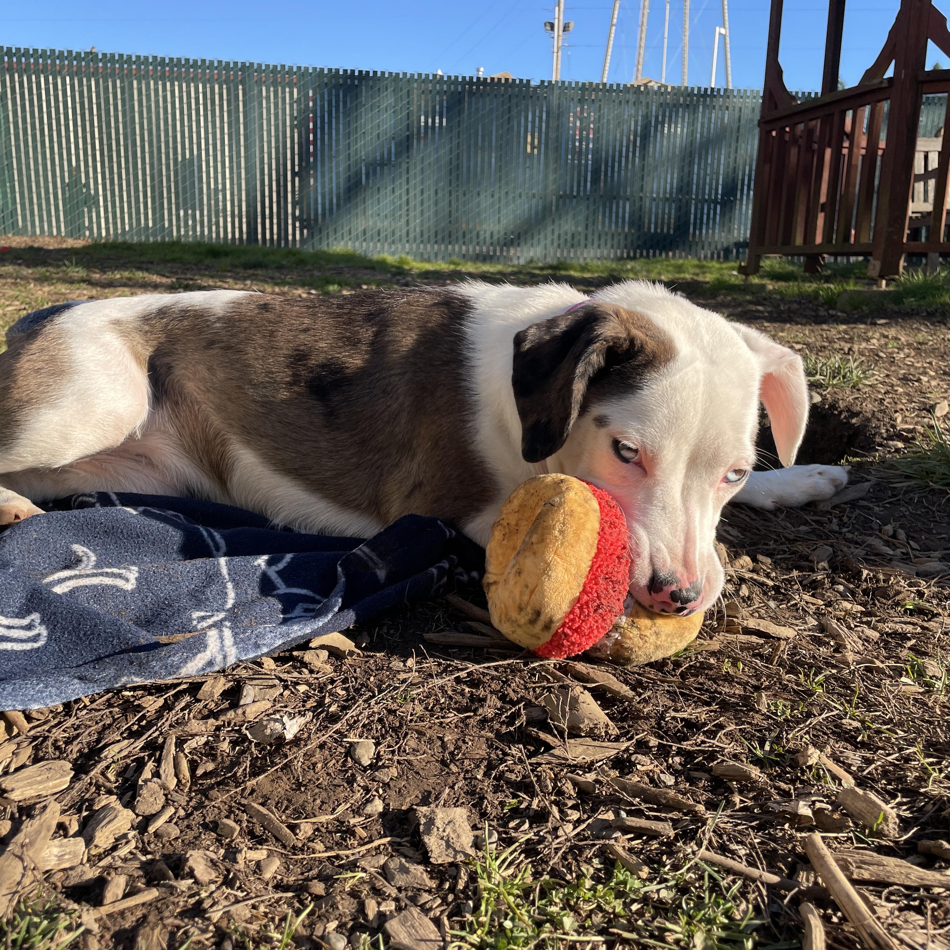 Enlarge Viola, an adoptable mixed breed in Lake Oswego, OR image 3/6