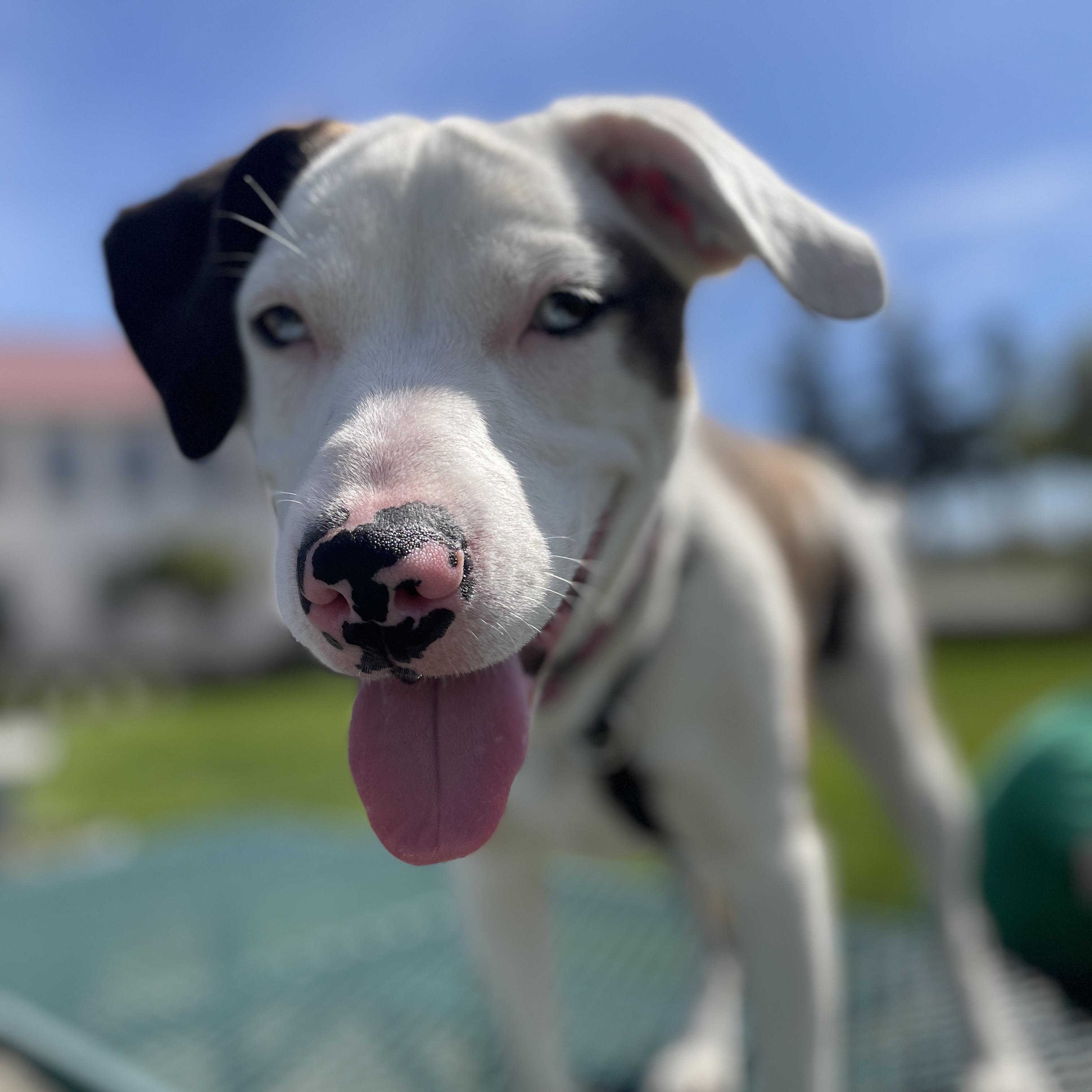 Viola, adoptable, Young Female Catahoula Leopard Dog & Pit Bull Terrier.