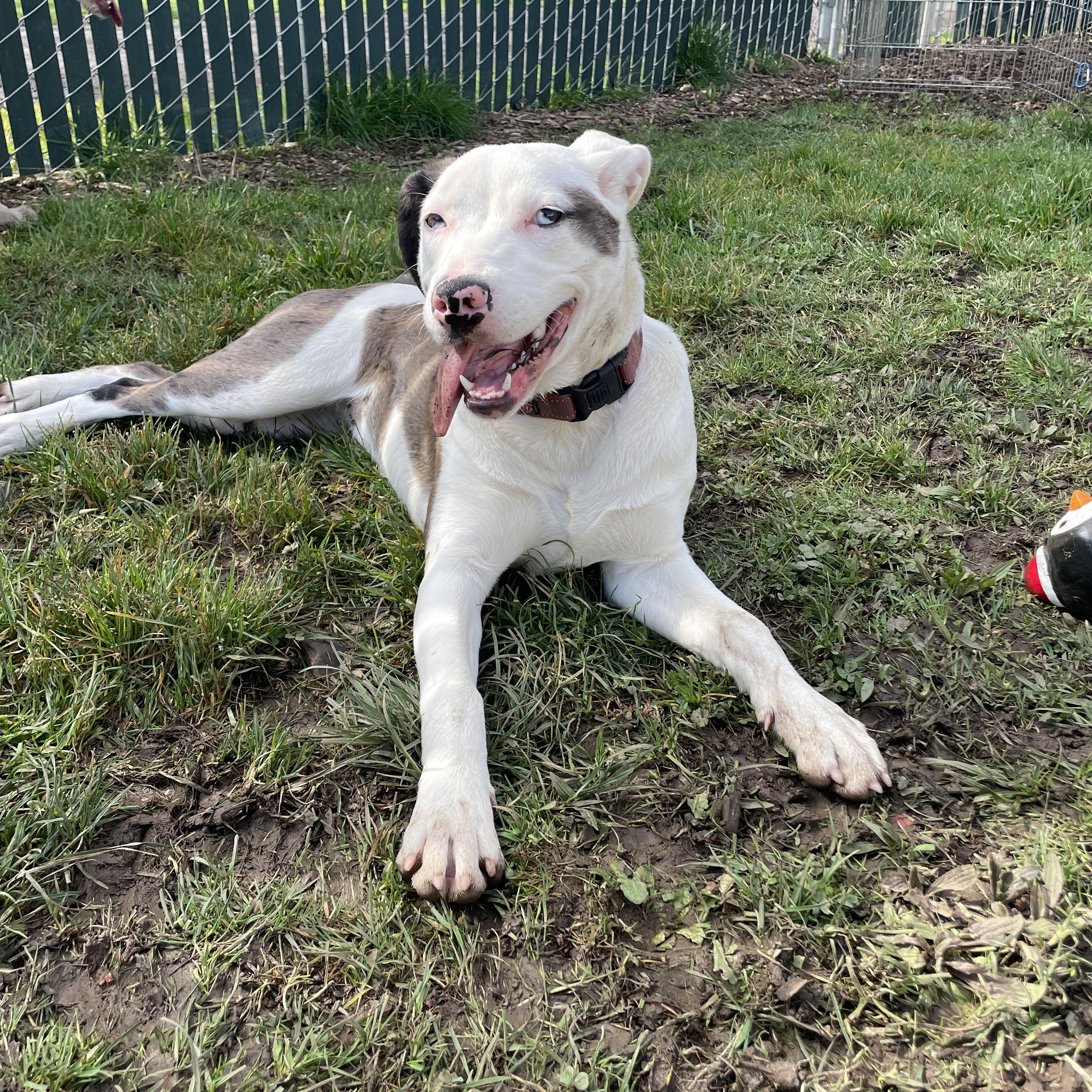 Enlarge Viola, an adoptable mixed breed in Lake Oswego, OR image 5/6