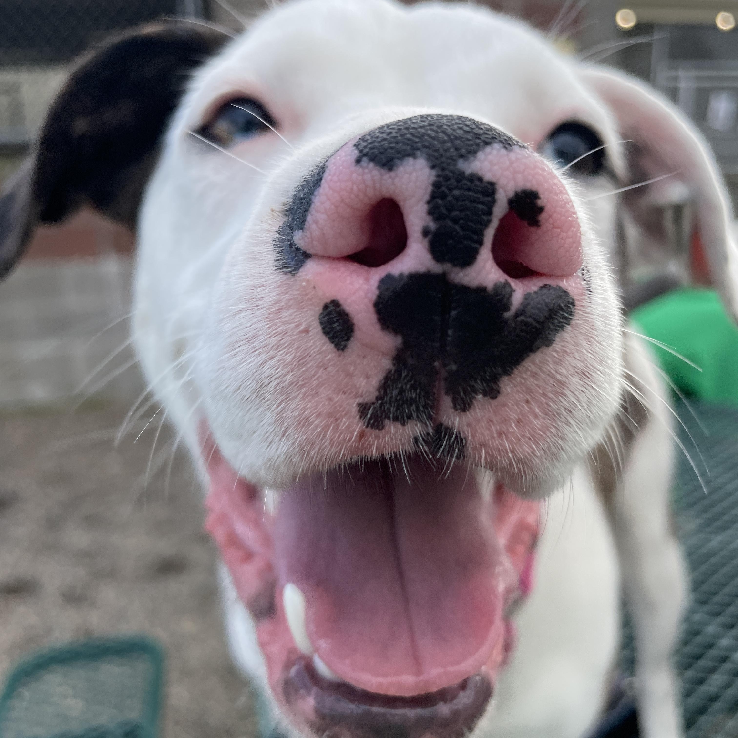 Enlarge Viola, an adoptable mixed breed in Lake Oswego, OR image 6/6