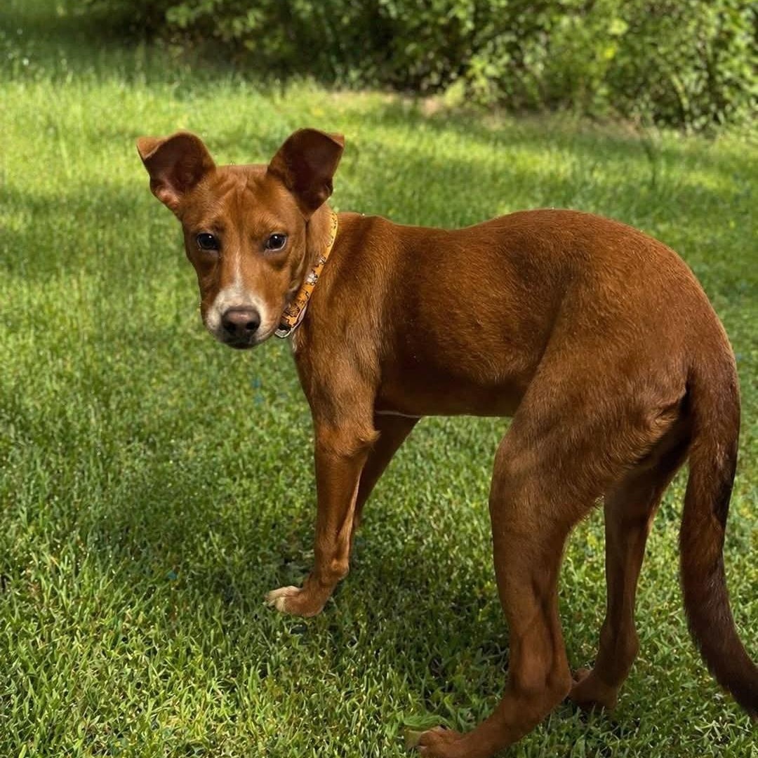 Enlarge JENGA, a Adoptable mixed breed in Staten Island, NY image 1/2