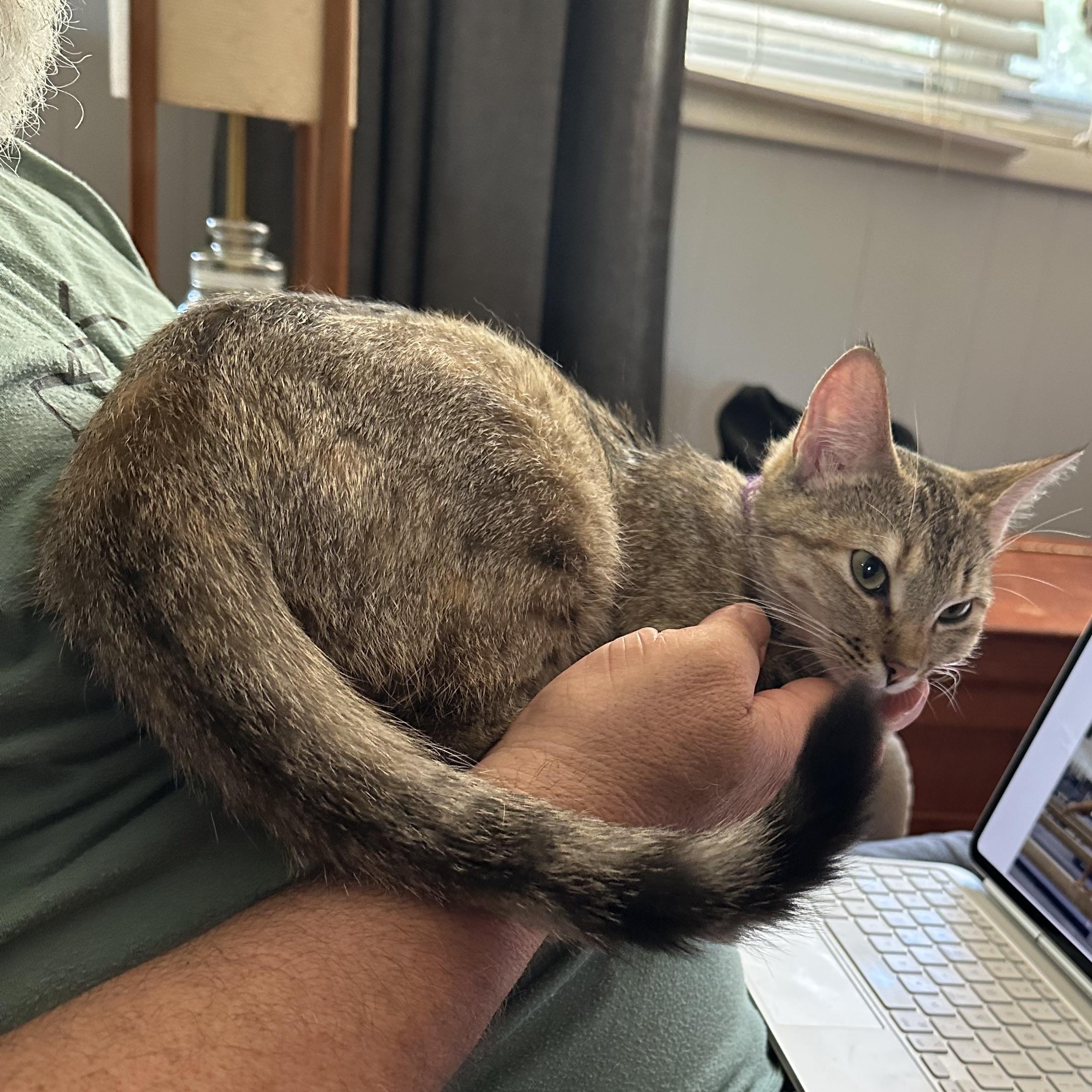 Bennie, a ADOPTABLE Tabby in Tuttle, OK image 3/4