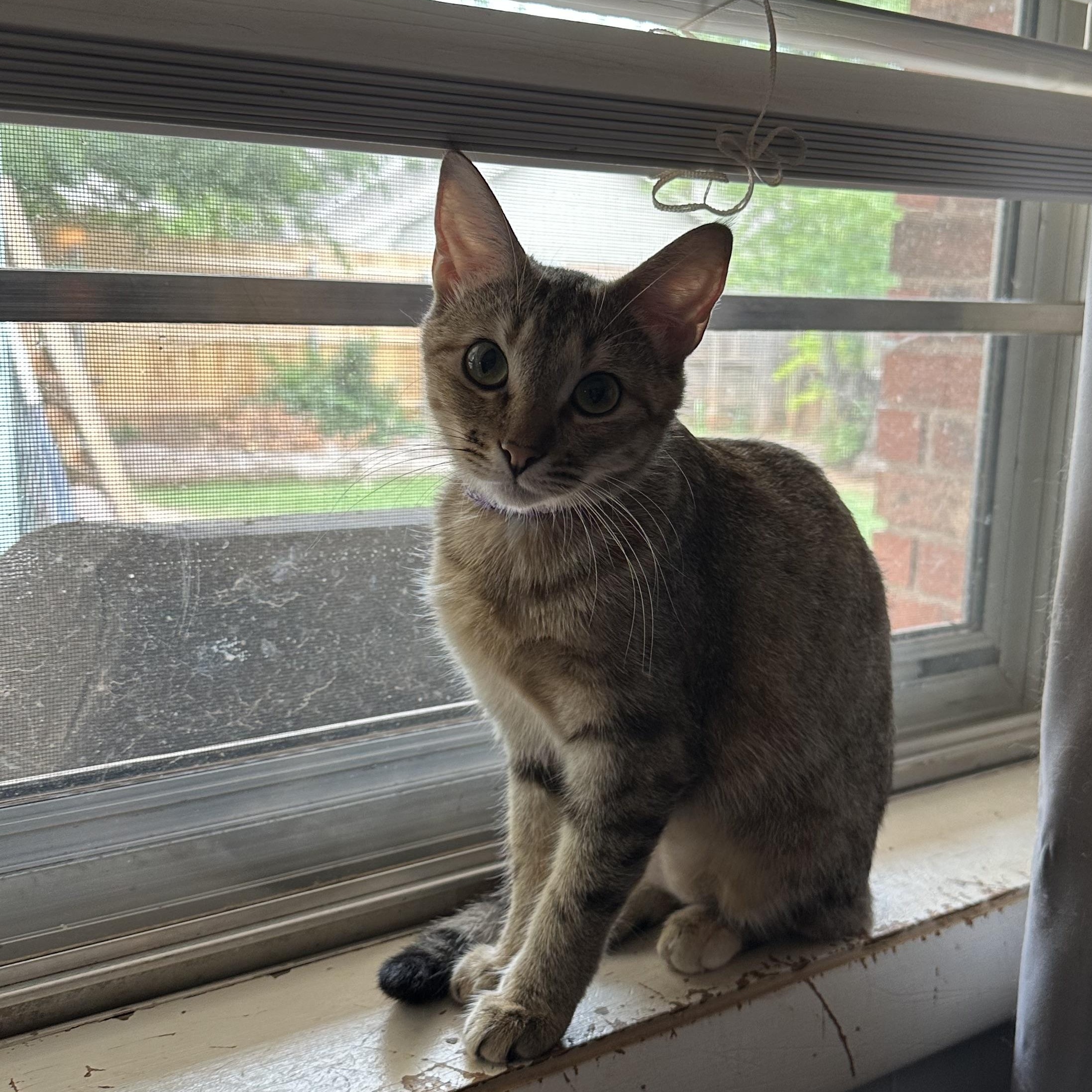 Bennie, ADOPTABLE, Young Female Tabby.