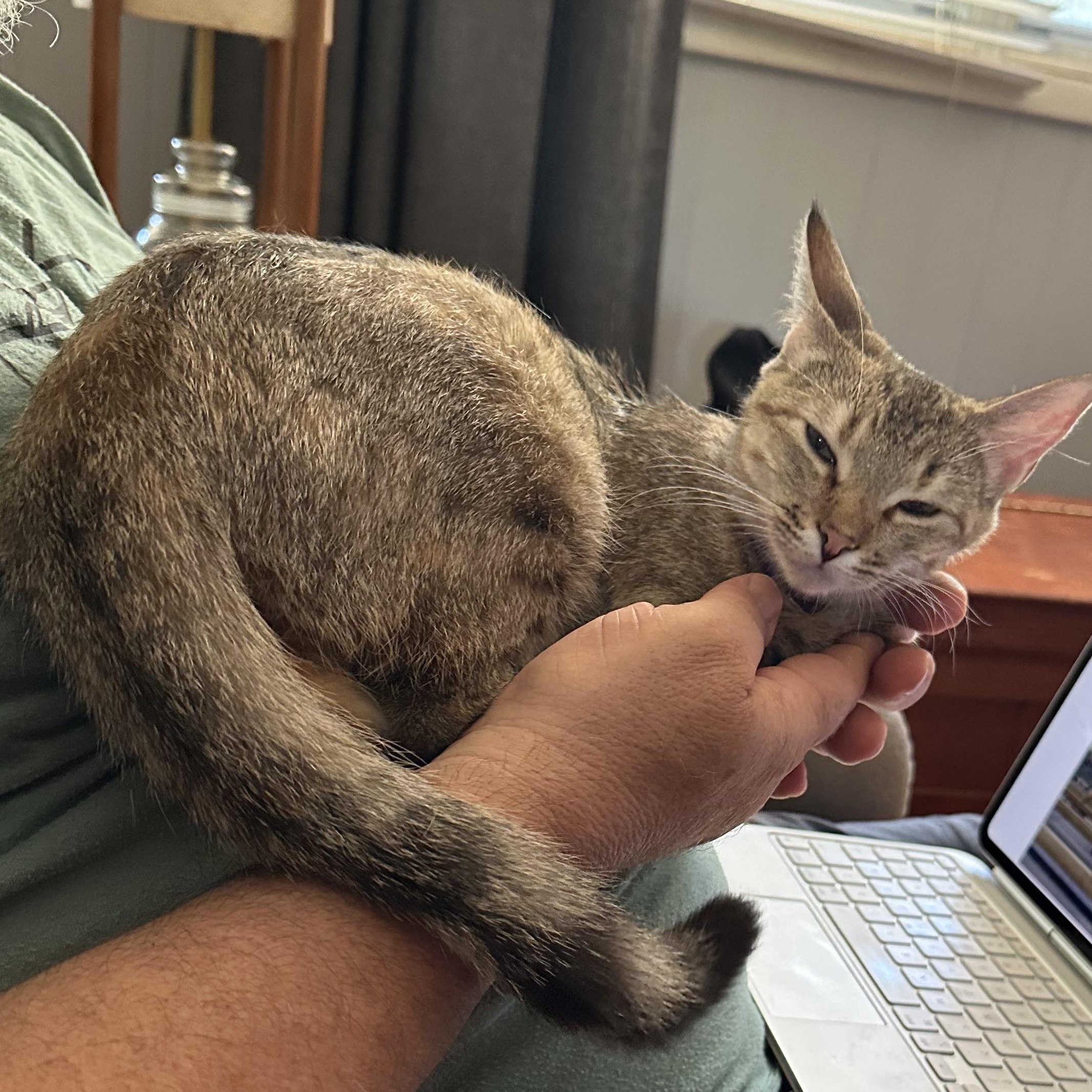 Bennie, a ADOPTABLE Tabby in Tuttle, OK image 4/4