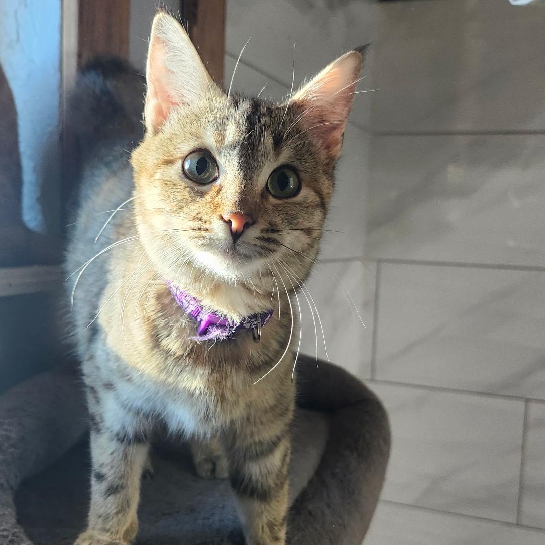 Bennie, a ADOPTABLE Tabby in Tuttle, OK image 2/4