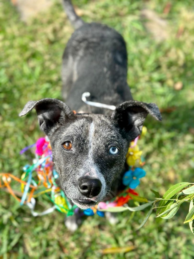 Enlarge Petunia aka TUNA, a Adoptable mixed breed in Whitewright, TX image 5/6