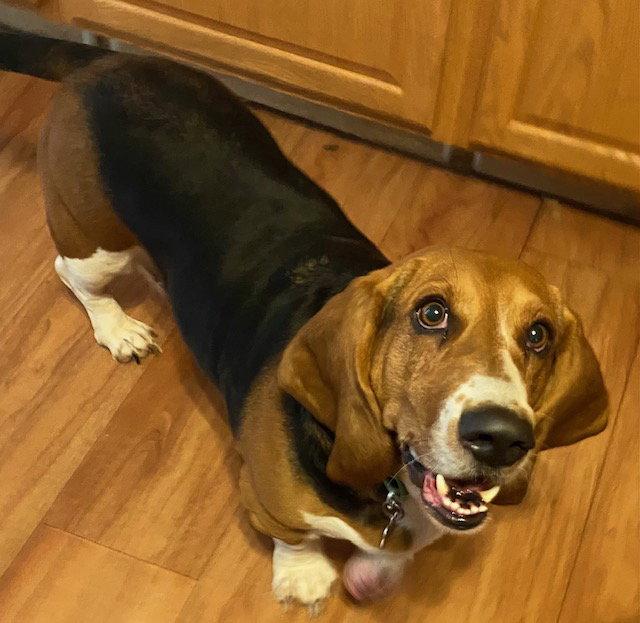 Sally (Atwater), Adoptable, Young Female Basset Hound.