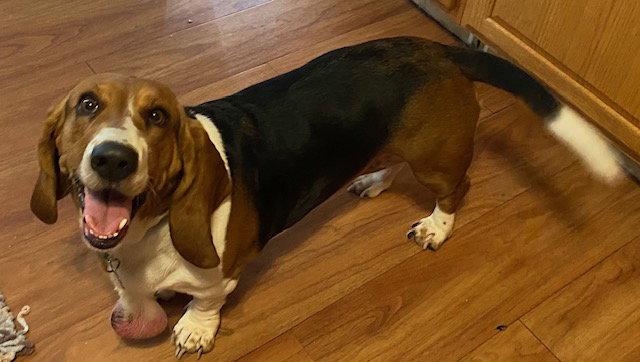 Enlarge Sally (Atwater), a Adoptable Basset Hound in Petaluma, CA image 2/2