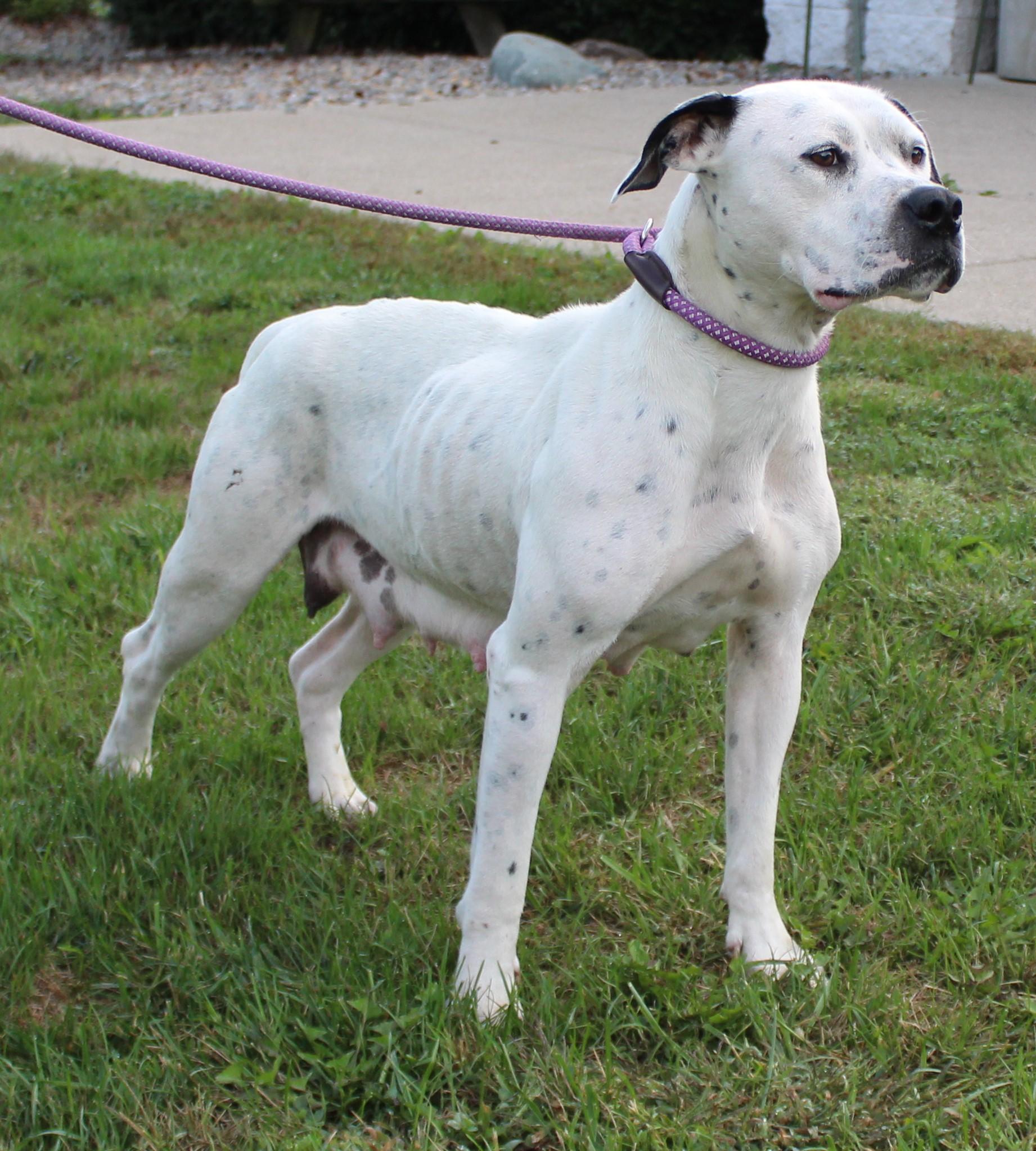 Hazel (9162), a Adoptable mixed breed in Heath, OH image 1/2