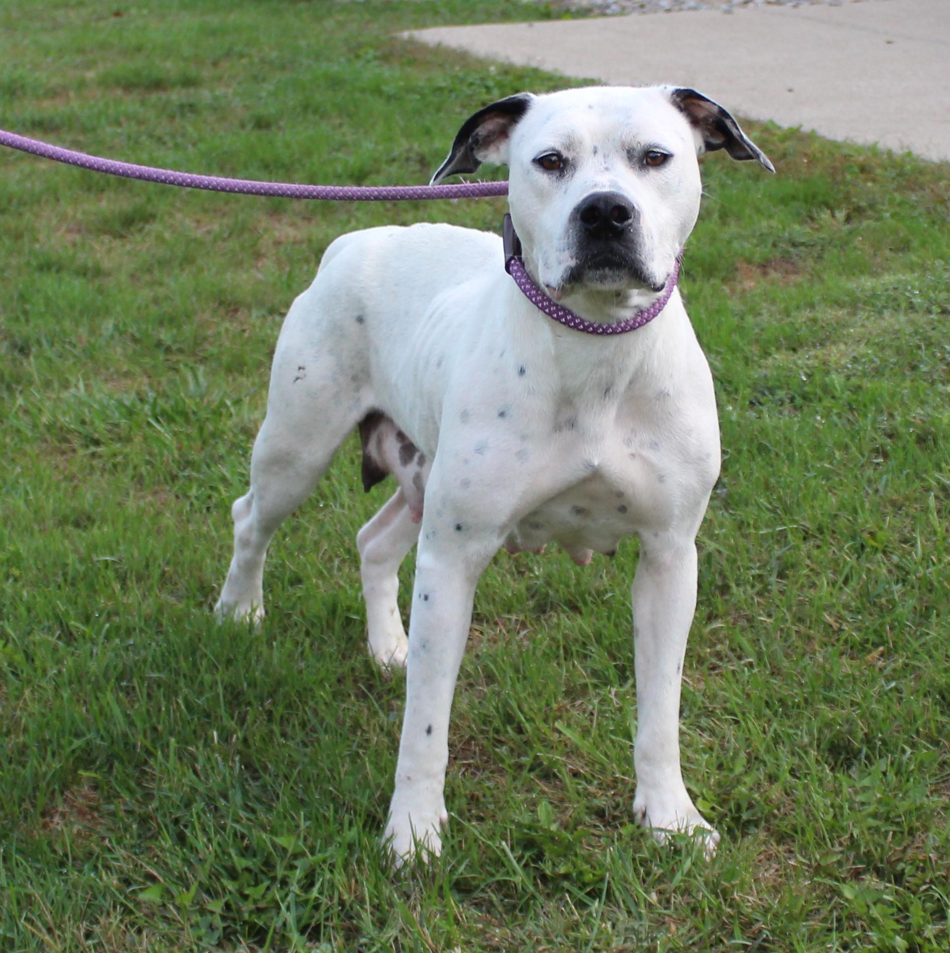 Hazel (9162), a Adoptable mixed breed in Heath, OH image 2/2