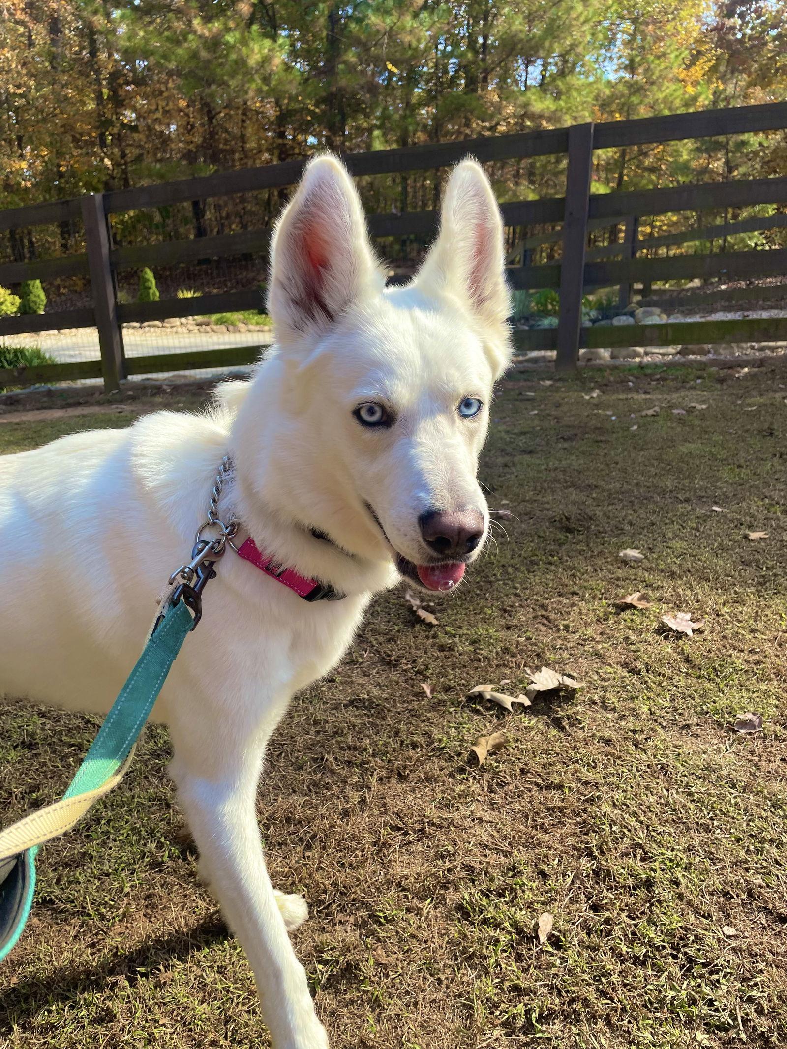 Ernie $100 adoption fee ALL DOGS, a Adoptable Siberian Husky in Cumming, GA image 1/3