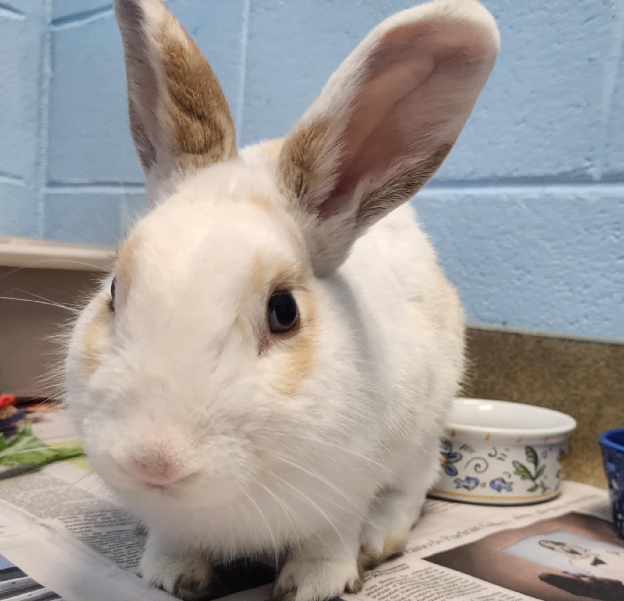 Al Bundy, Adopted, Adult Male Dwarf.