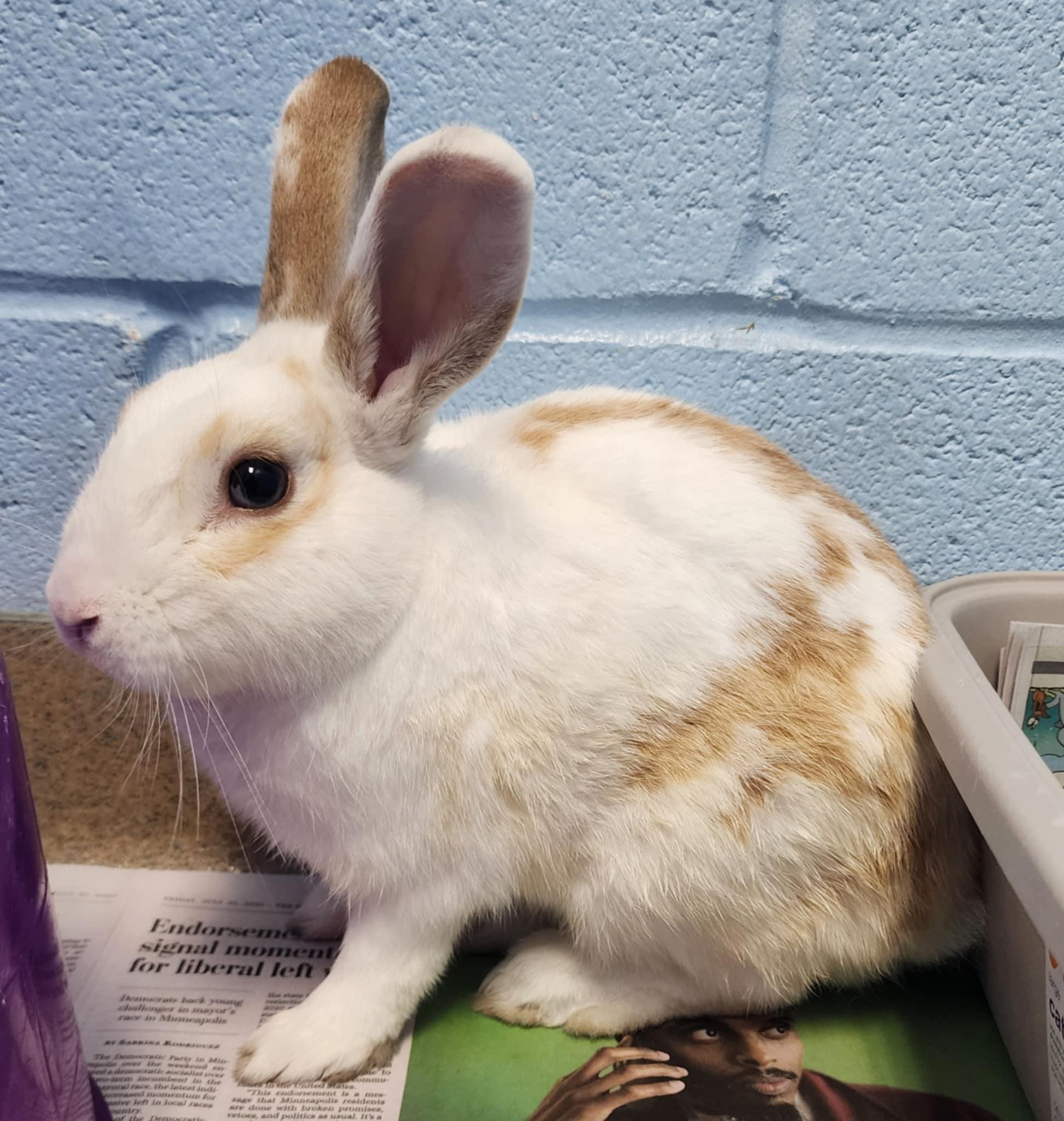 Enlarge Al Bundy, a Adopted Dwarf in Manassas, VA image 2/3