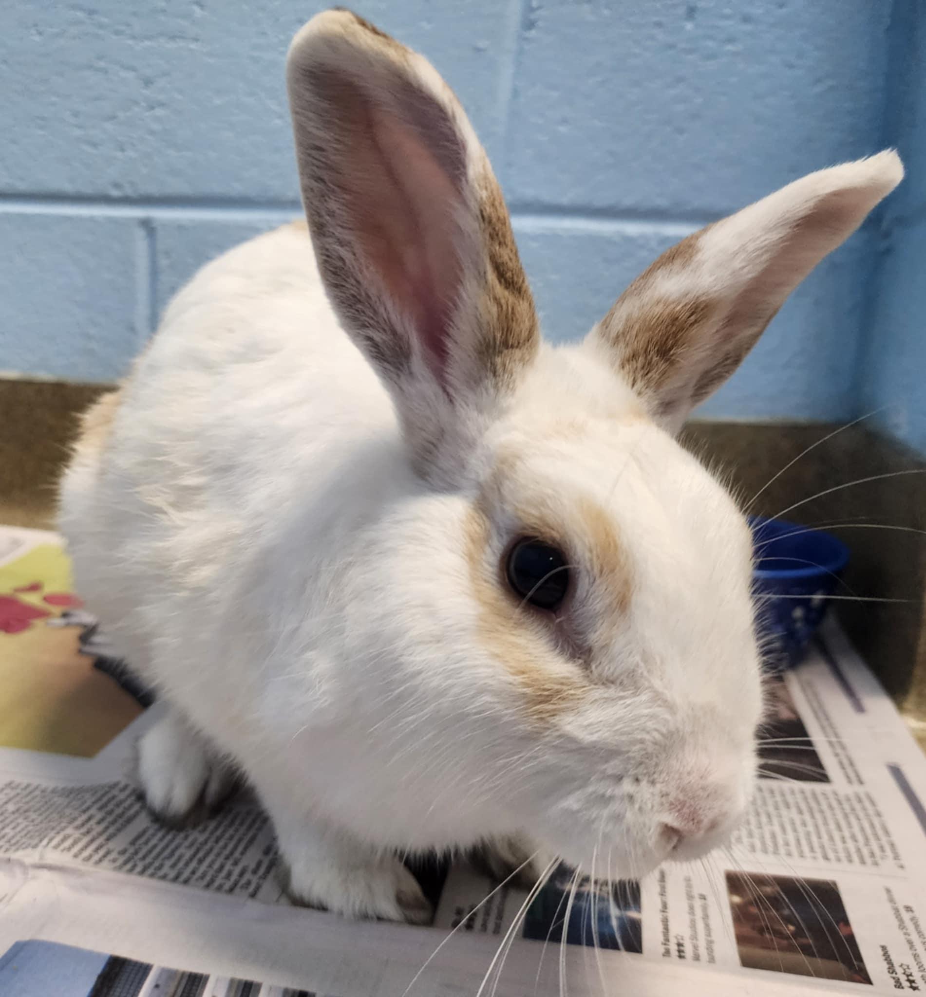 Enlarge Al Bundy, a Adopted Dwarf in Manassas, VA image 3/3